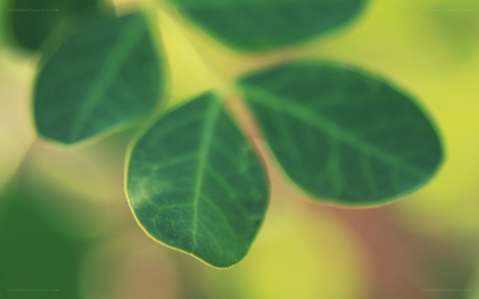 green leaves in sunlight