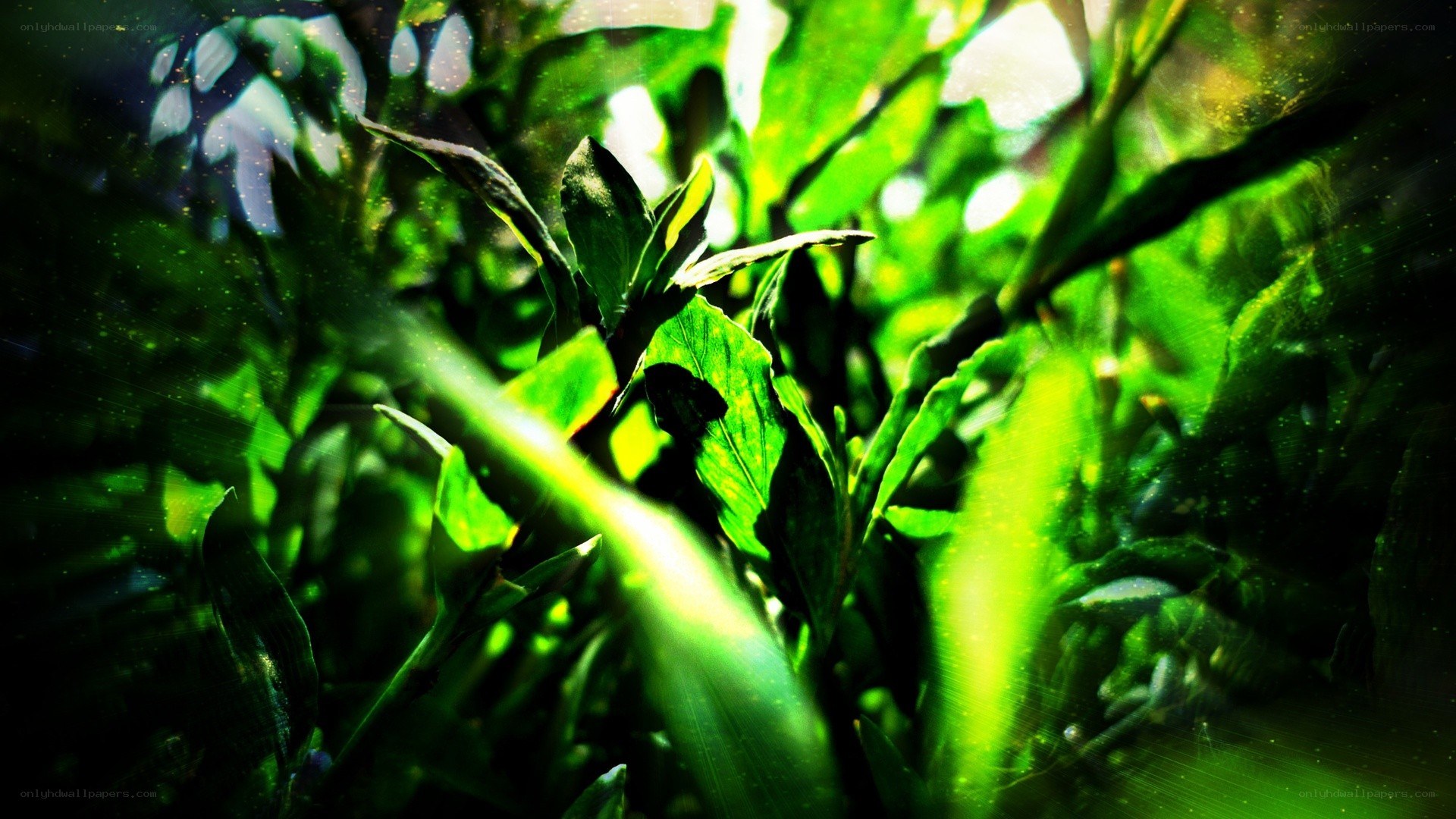 green leaves in sunlight