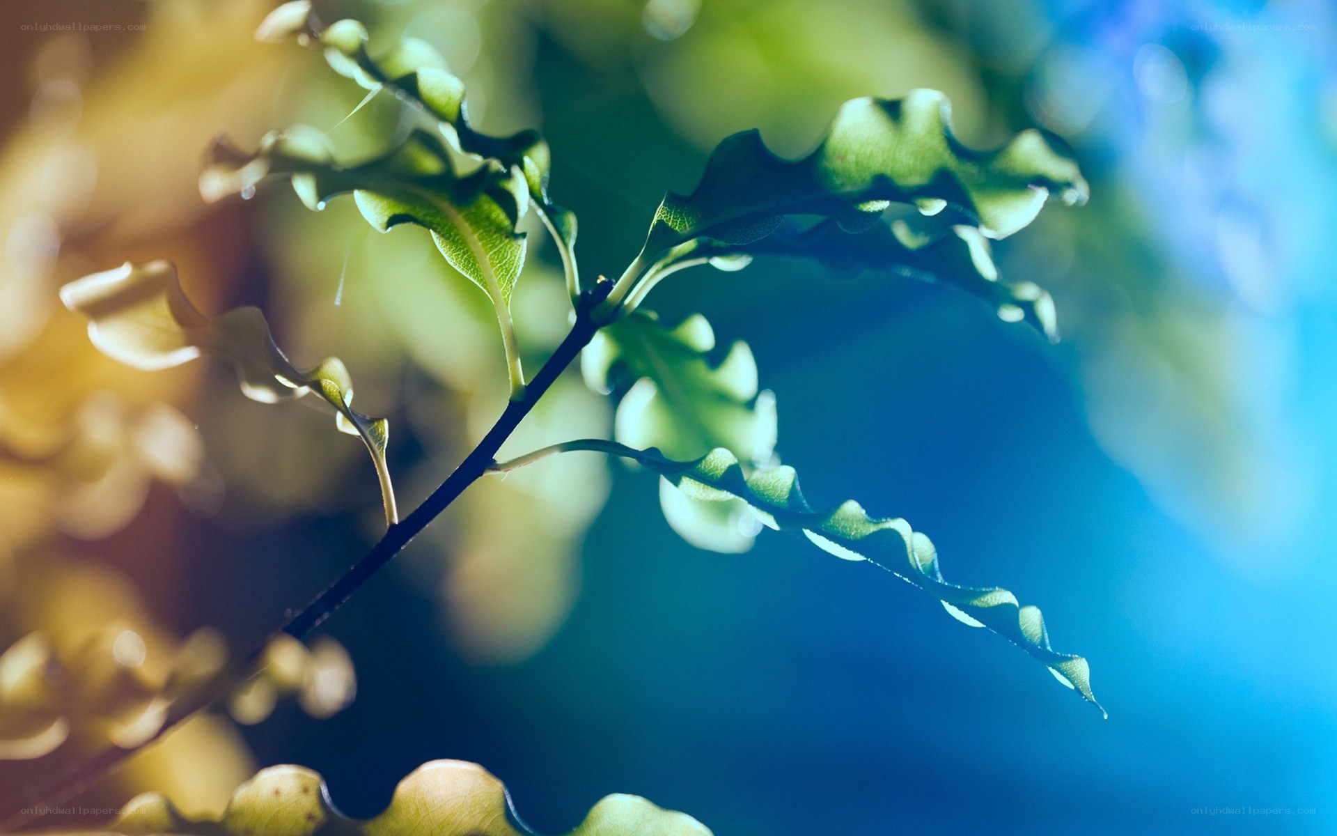 green leaves in sunlight