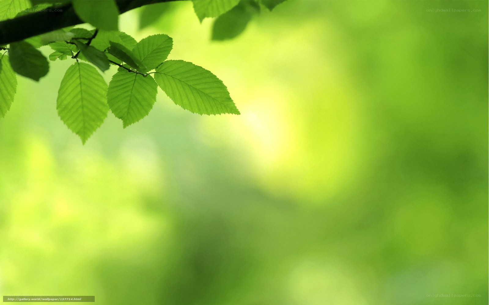 green leaves in sunlight