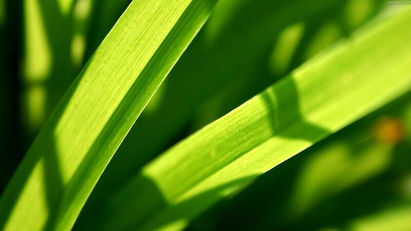 green leaves in sunlight