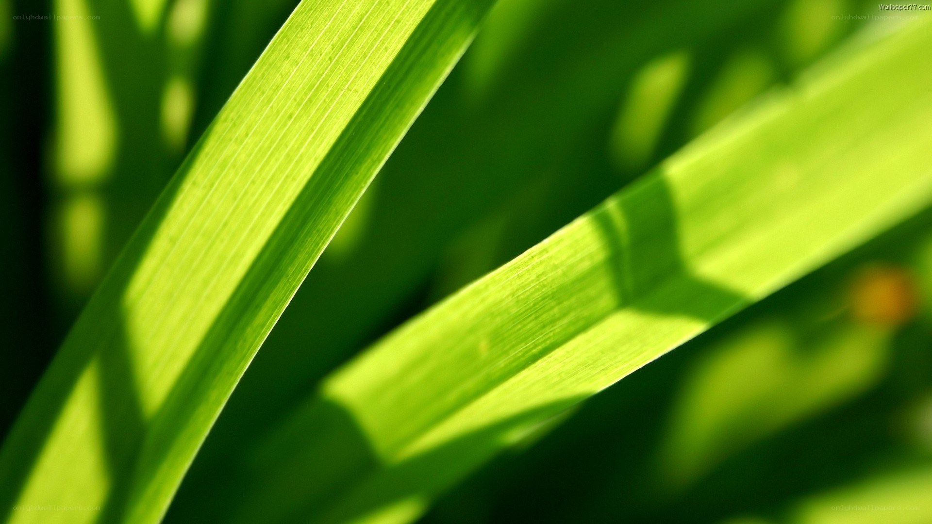 green leaves in sunlight