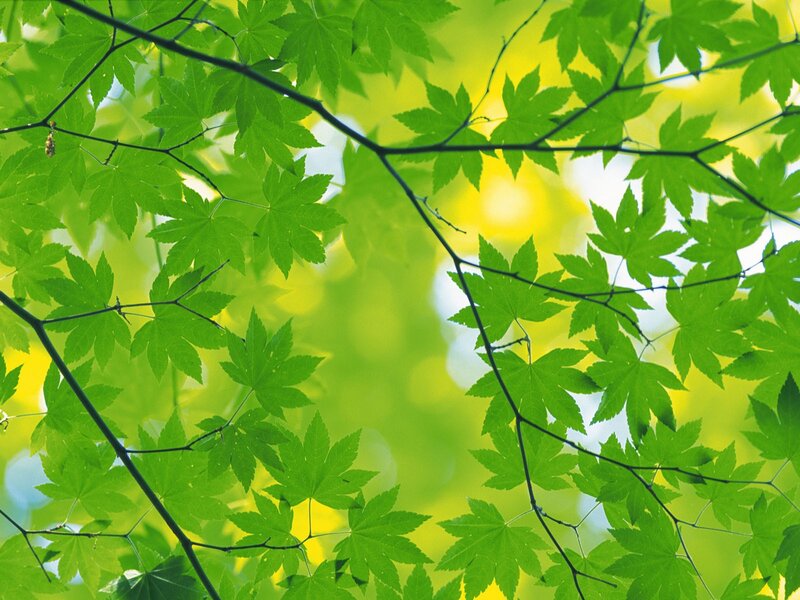 green leaves in sunlight