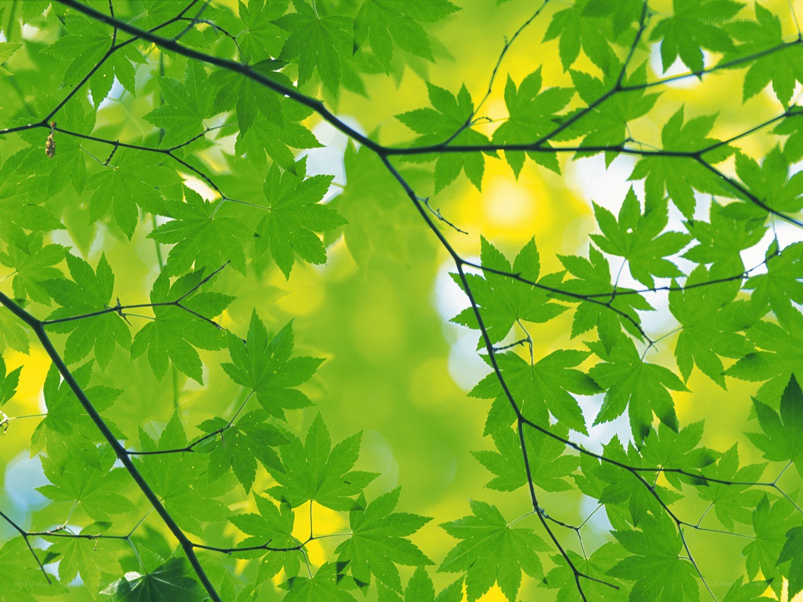green leaves in sunlight