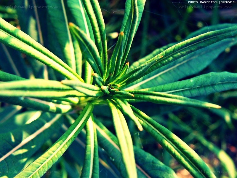 green leaves in sunlight