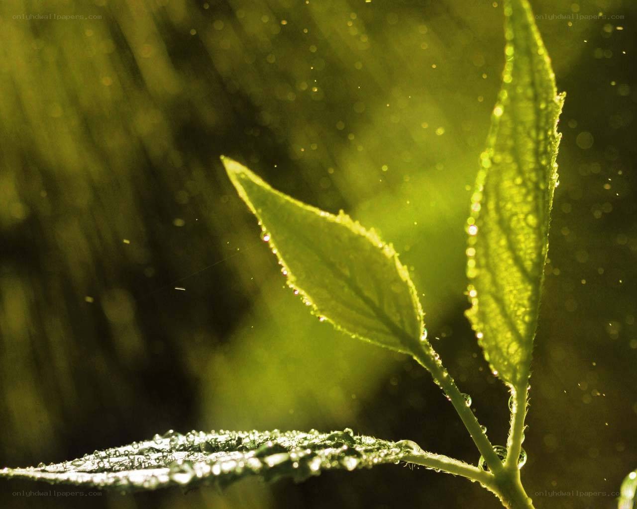 Green leaves in sunlight