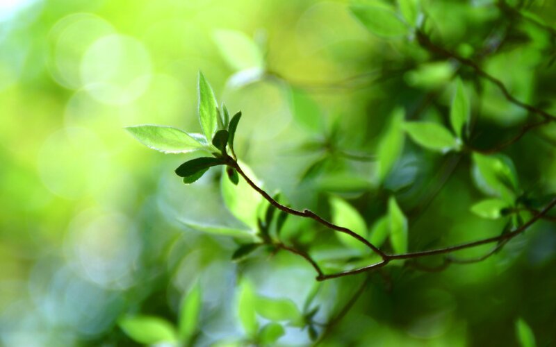 green leaves in sunlight