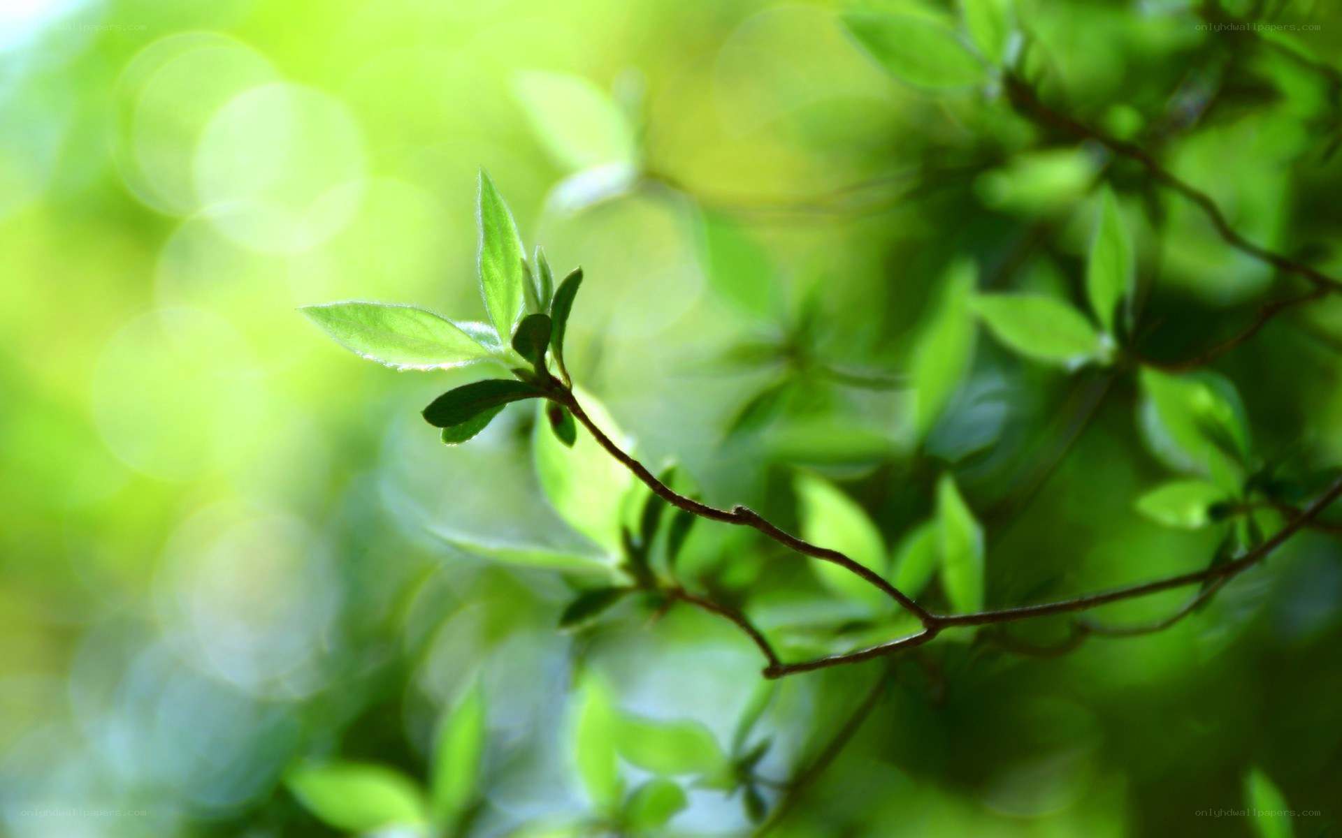 green leaves in sunlight