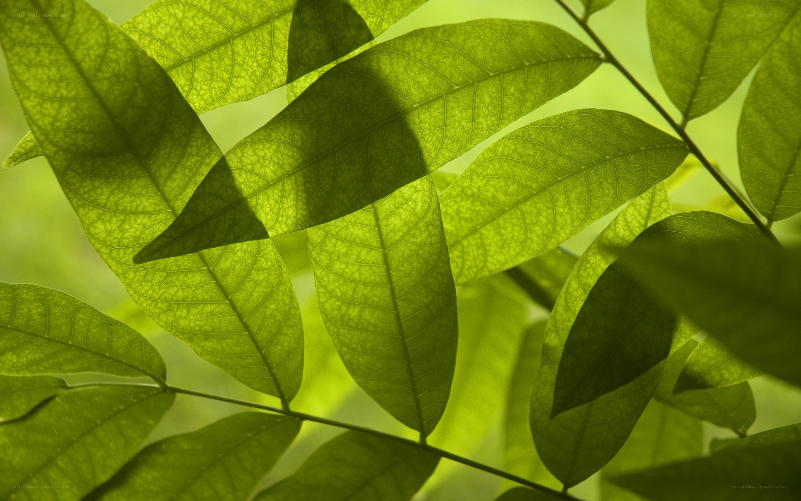 green leaves in sunlight