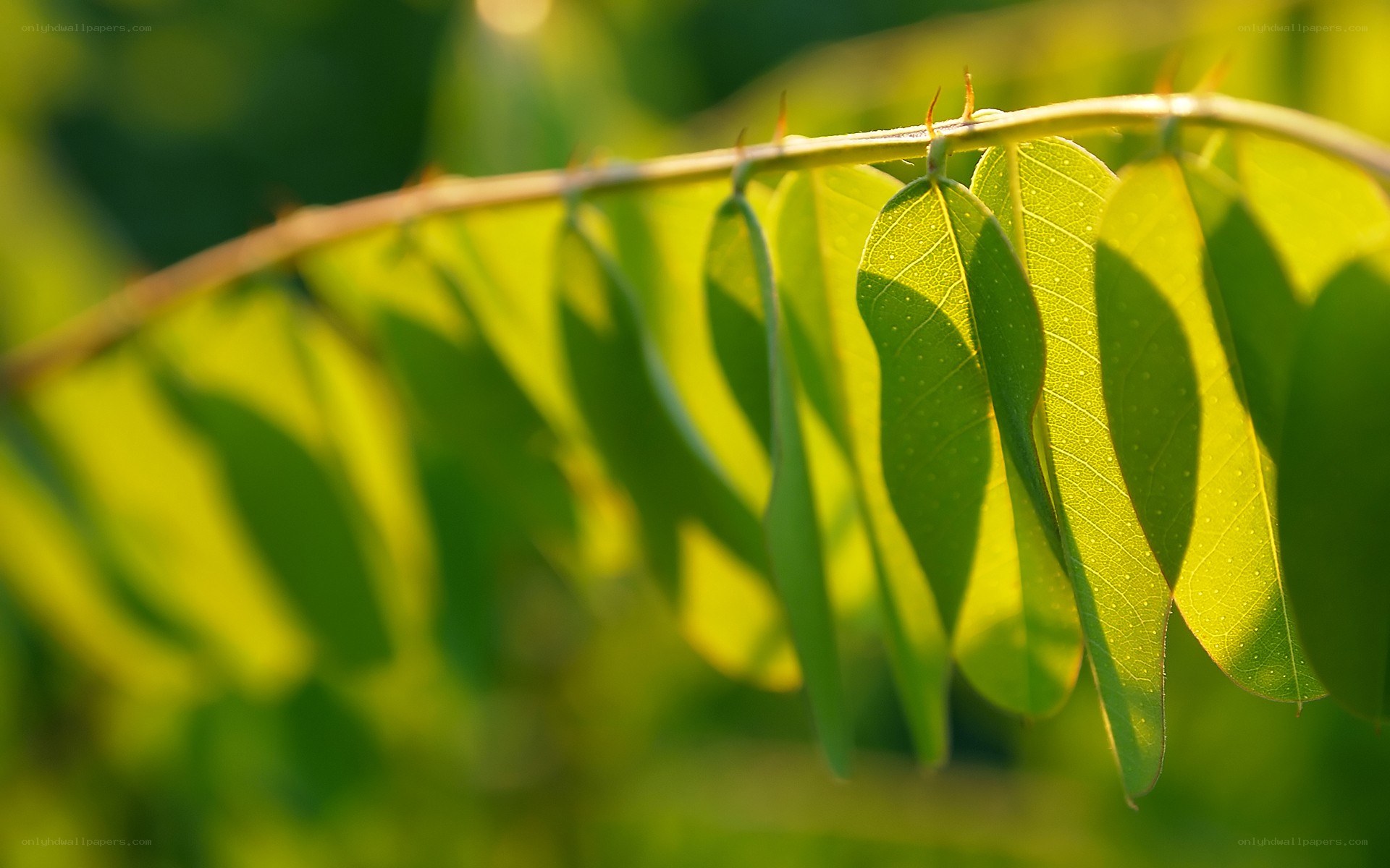 green leaves in sunlight
