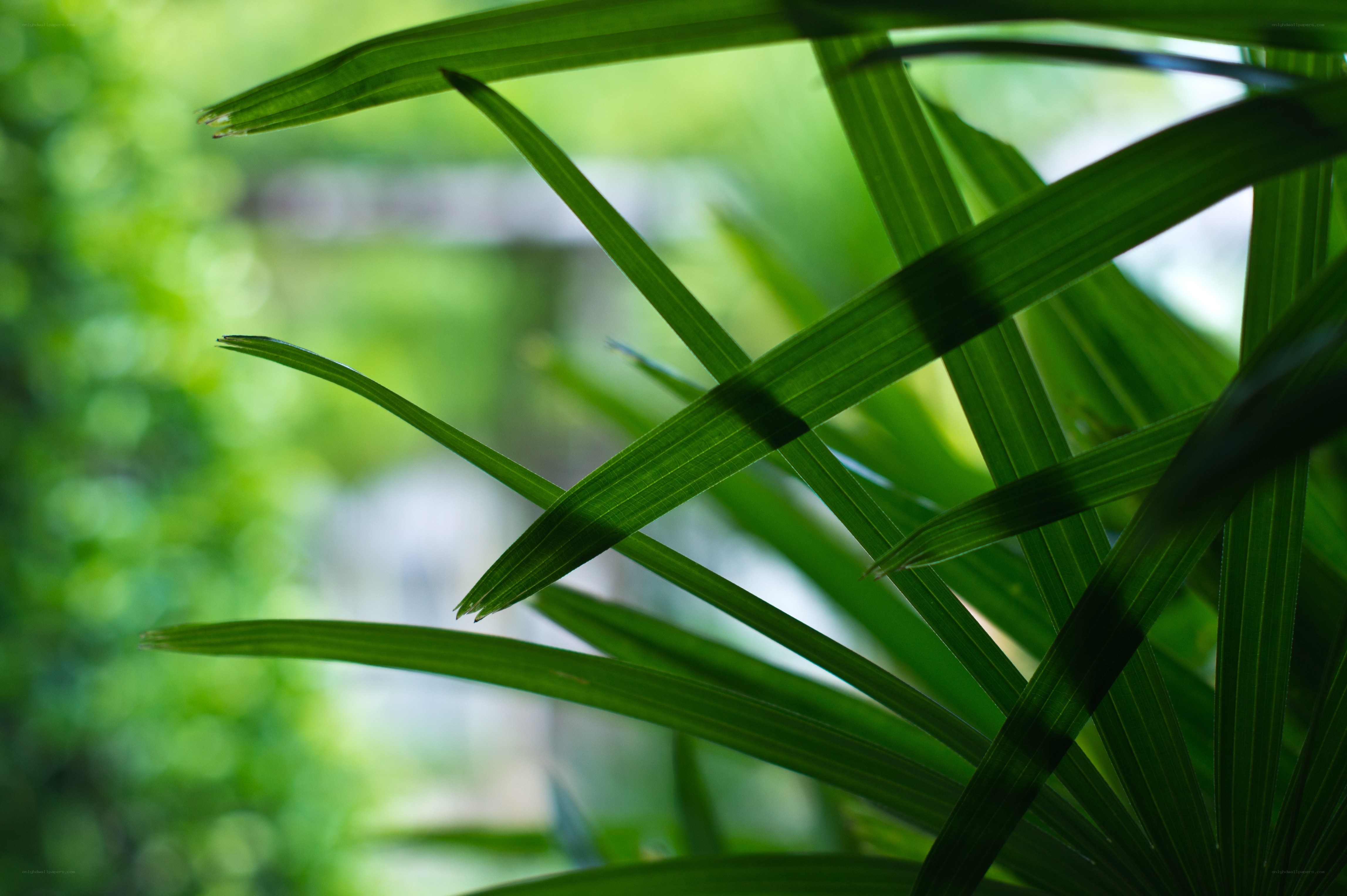 green leaves in sunlight