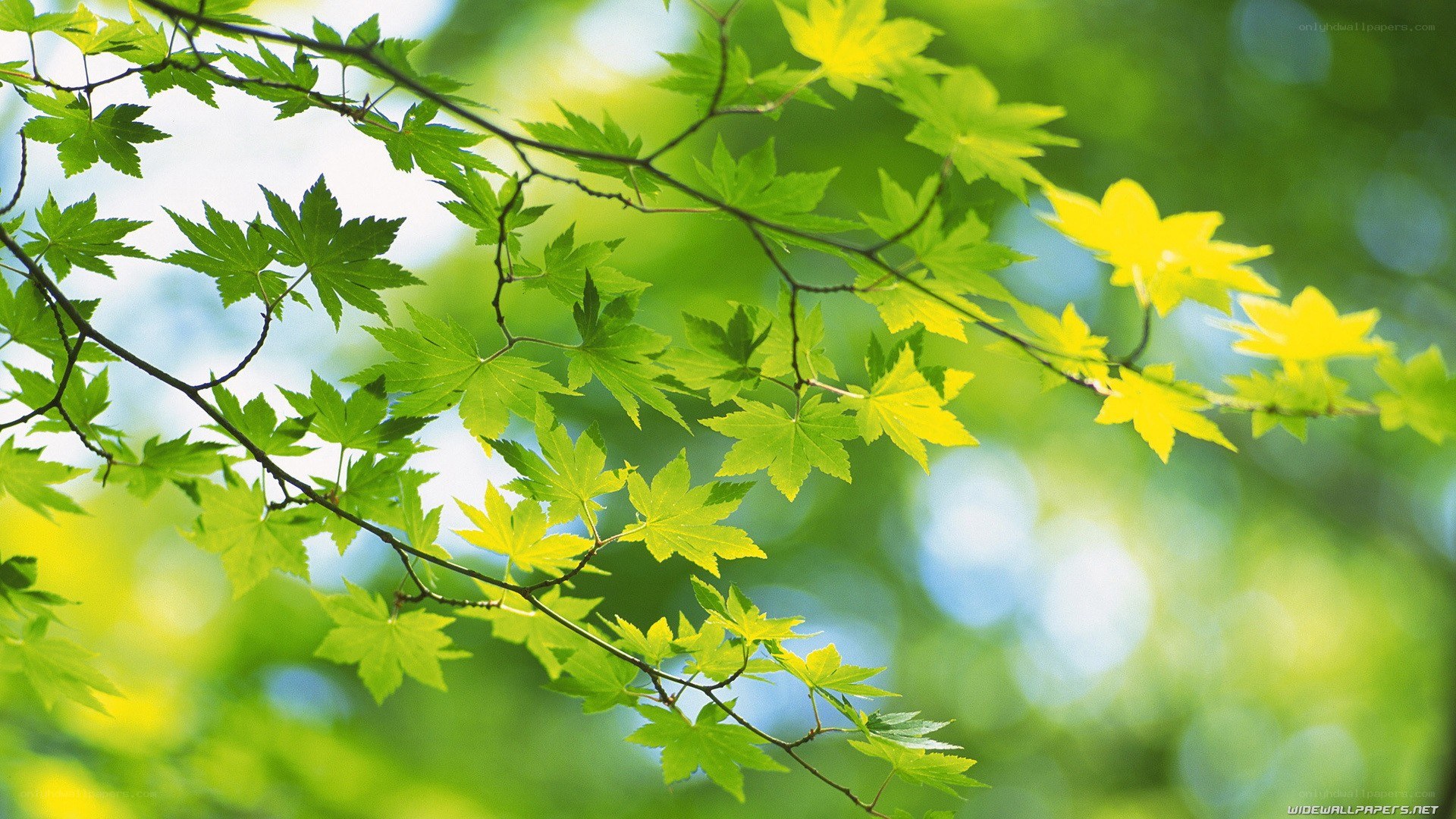 green leaves in sunlight