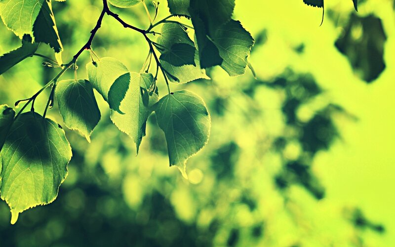 green leaves in sunlight