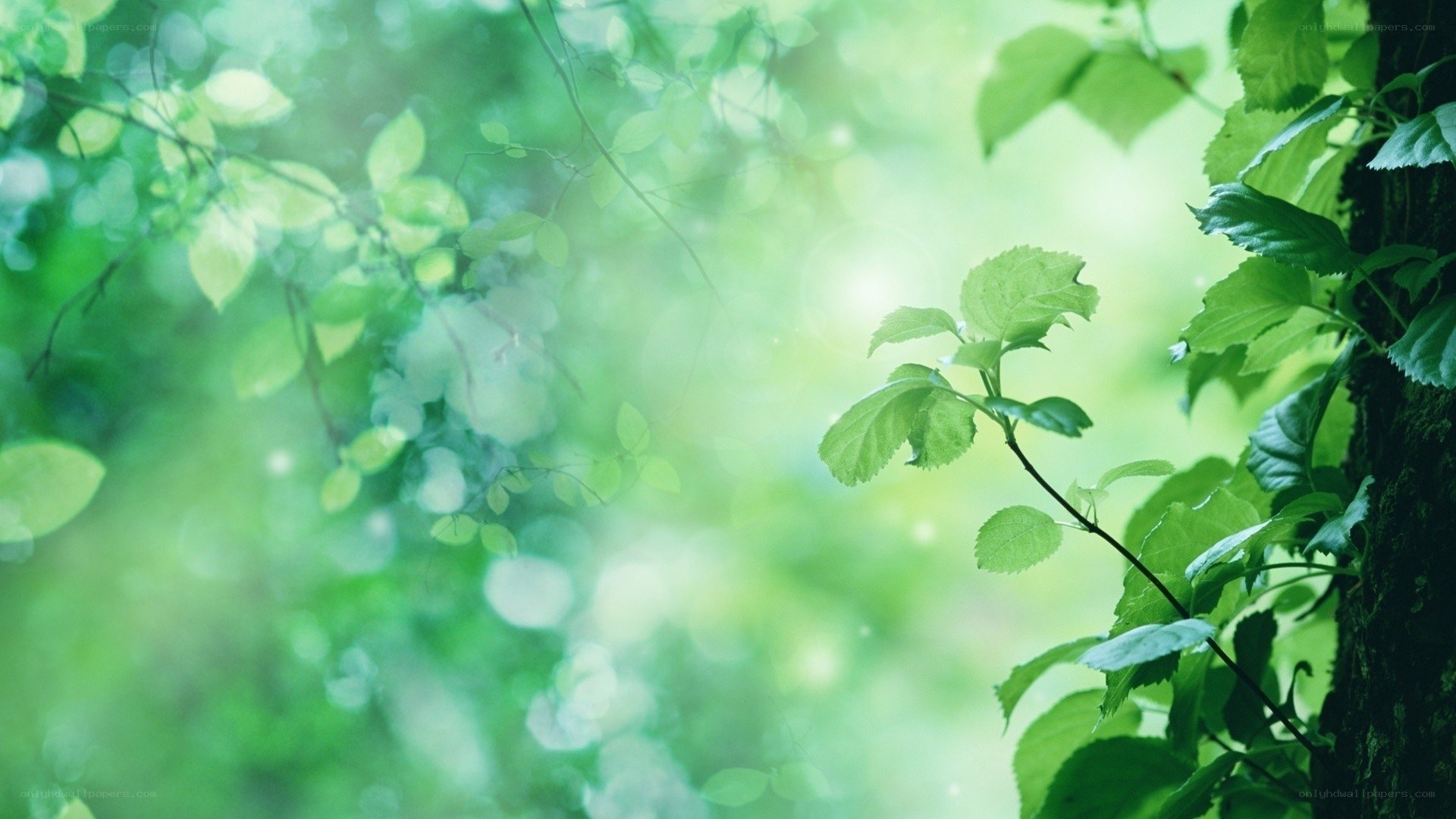 green leaves in sunlight