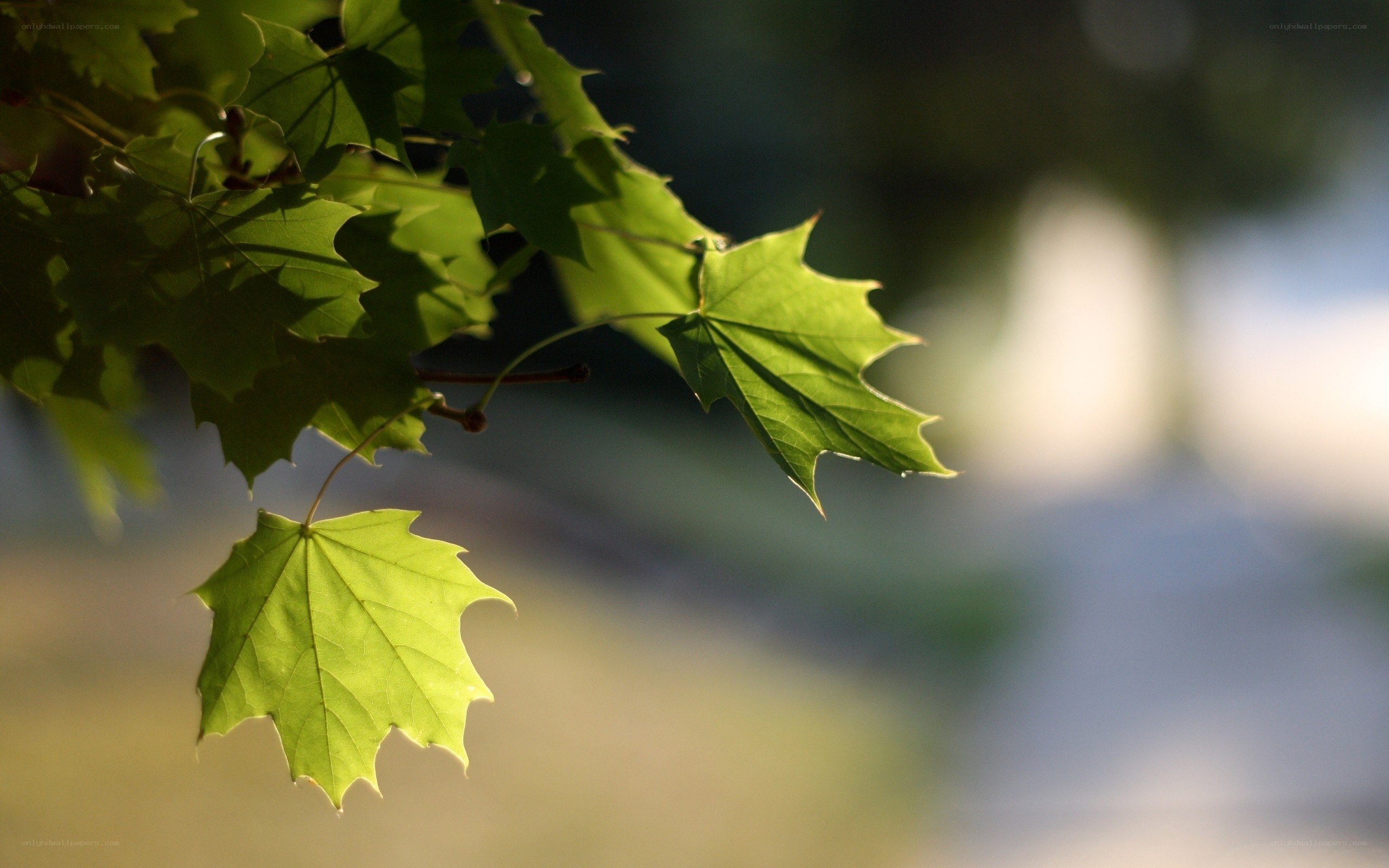 green leaves in sunlight