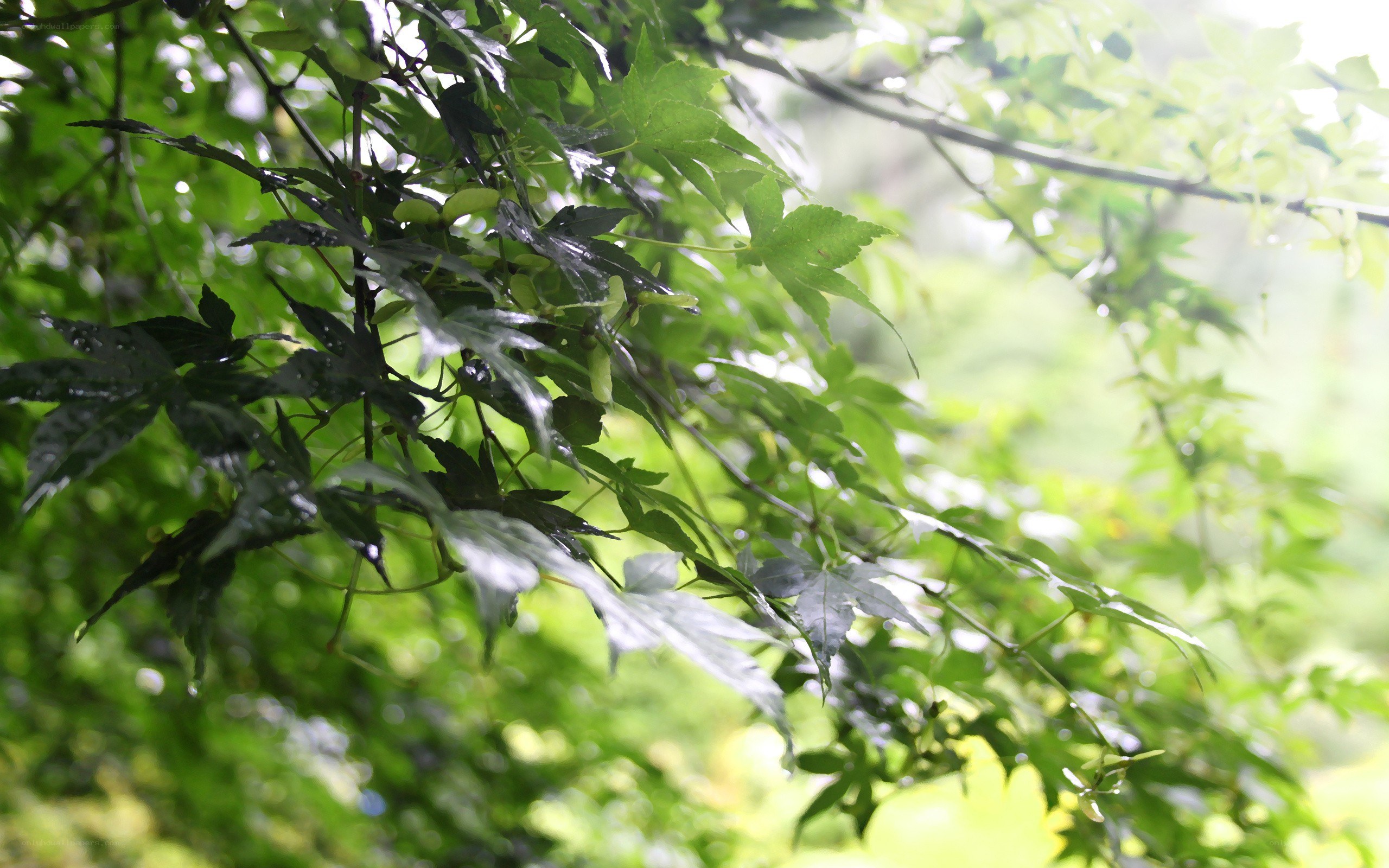 green leaves in sunlight