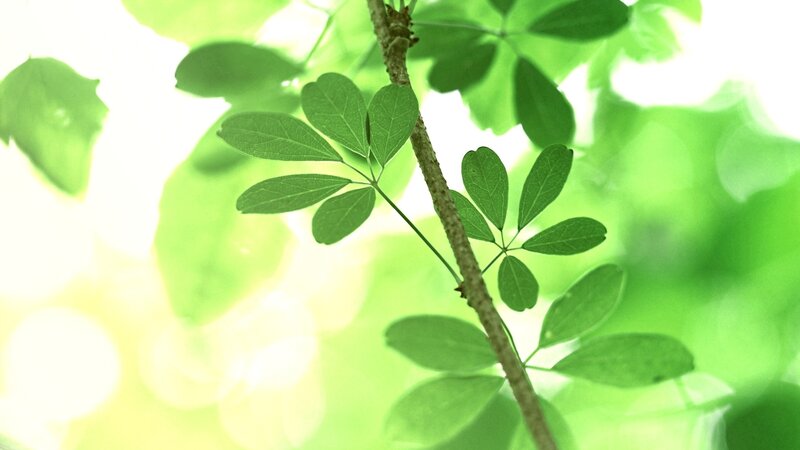 green leaves in sunlight