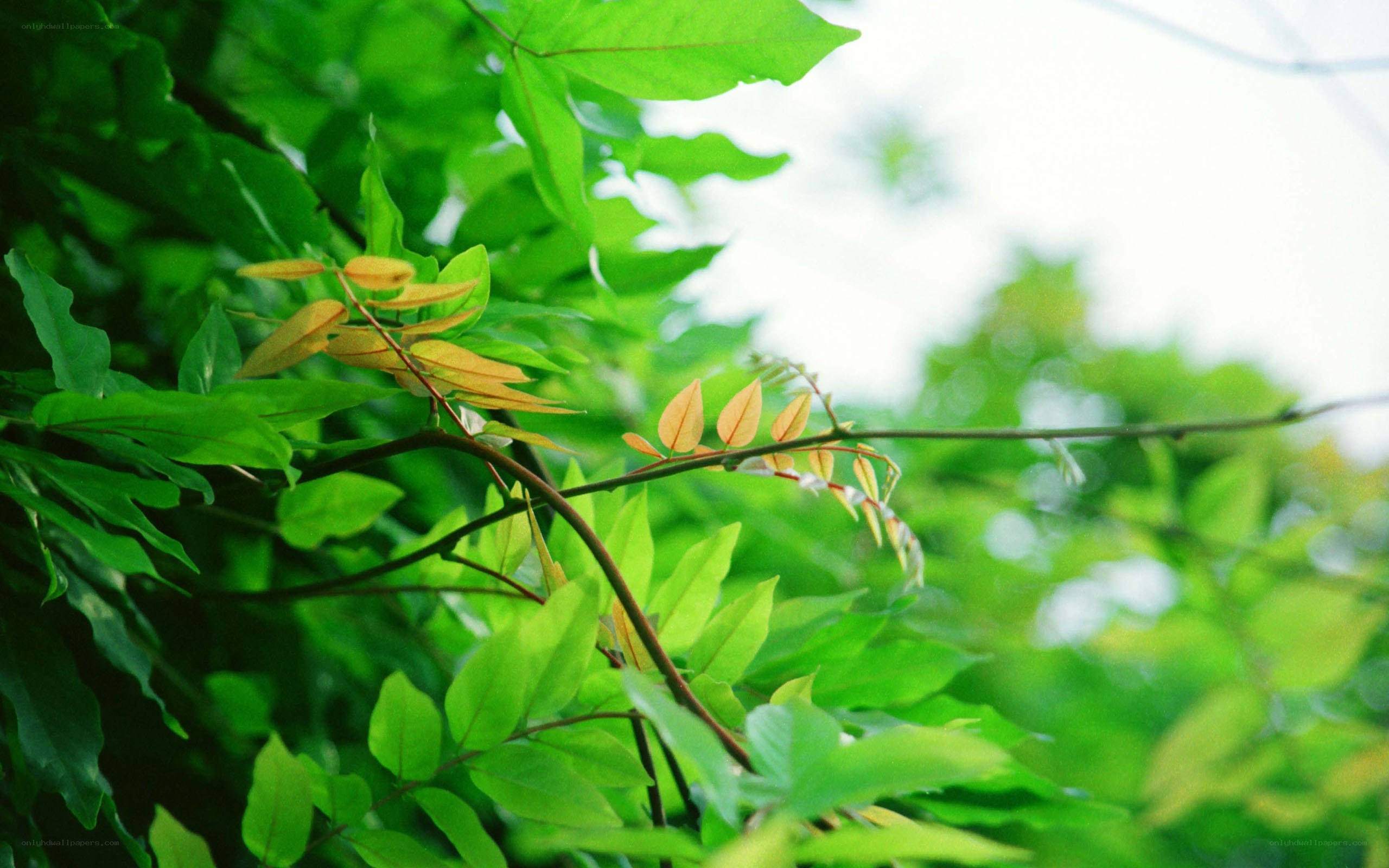 green leaves in sunlight