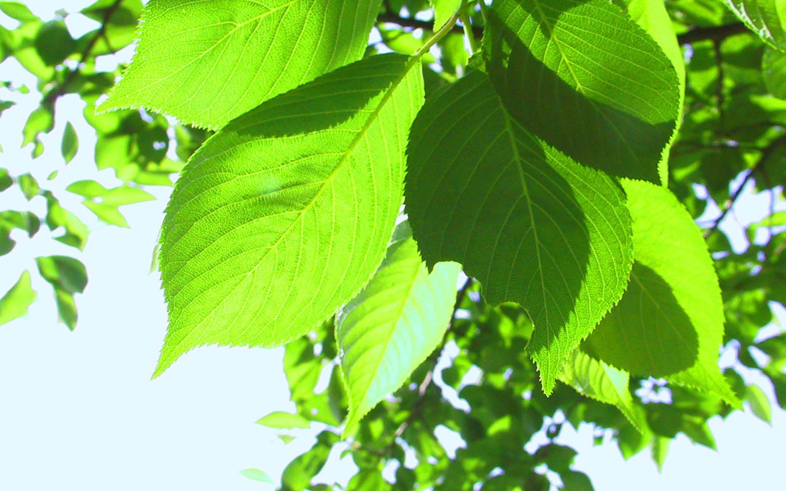 green leaves in sunlight