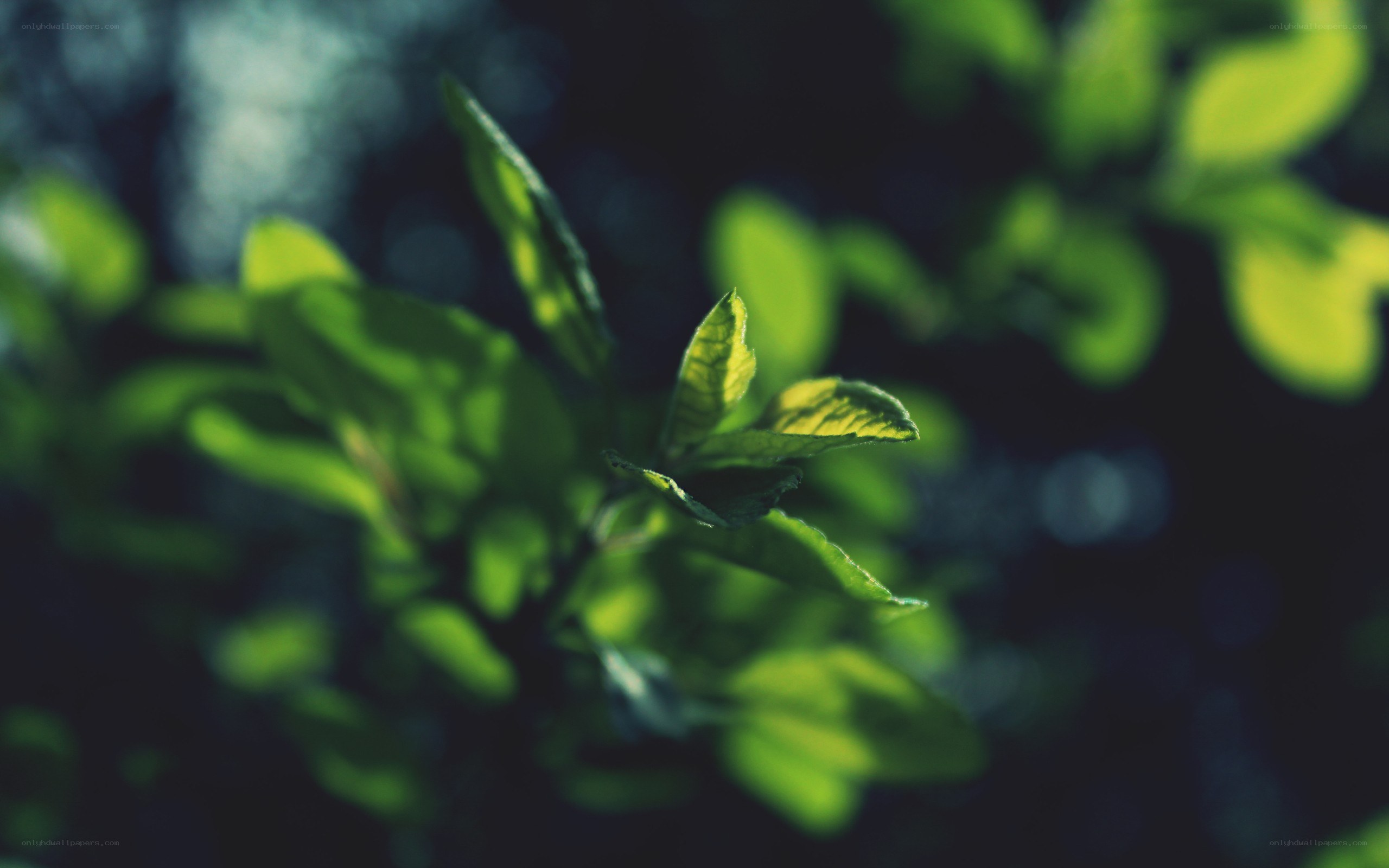 green leaves in sunlight