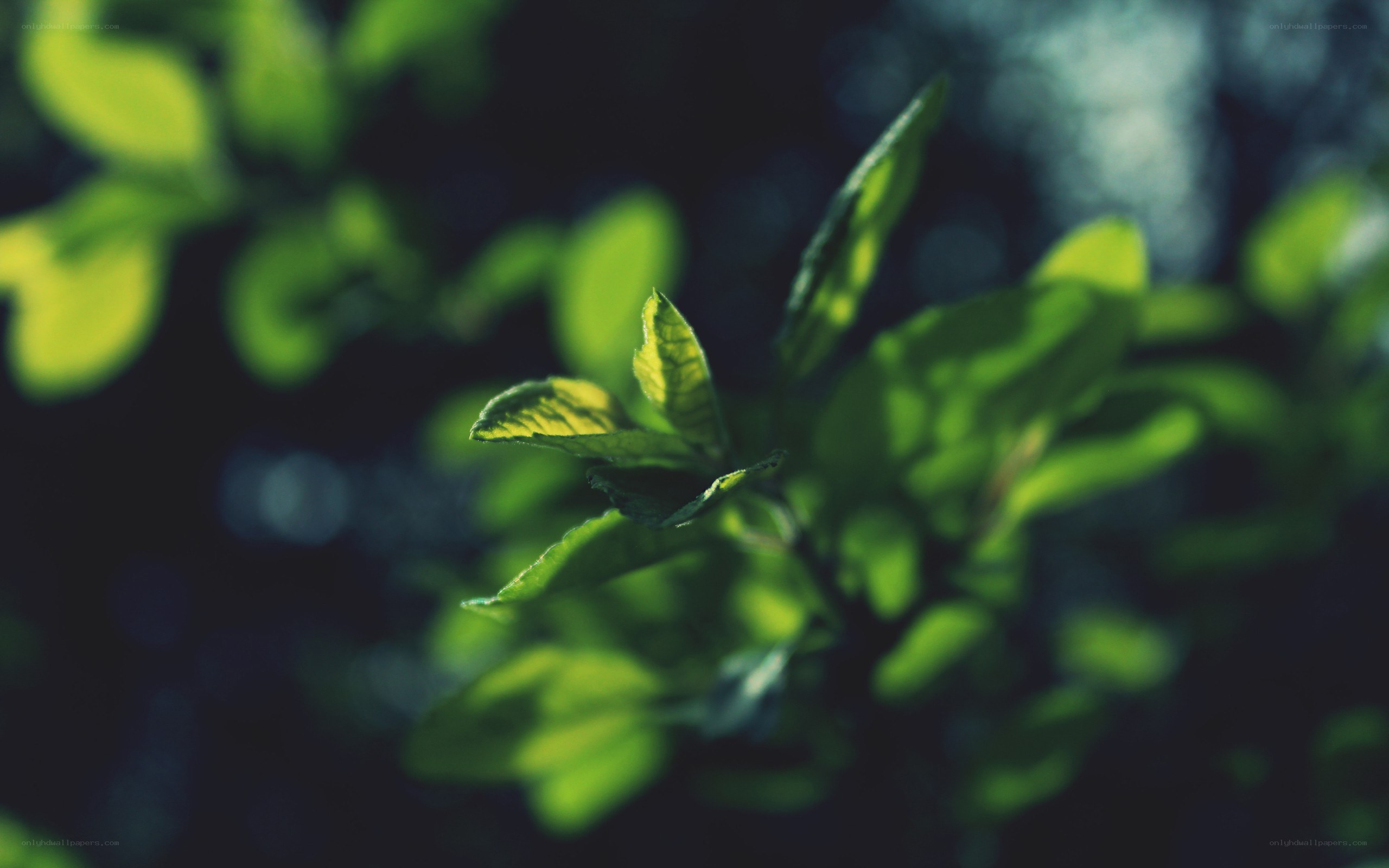 green leaves in sunlight