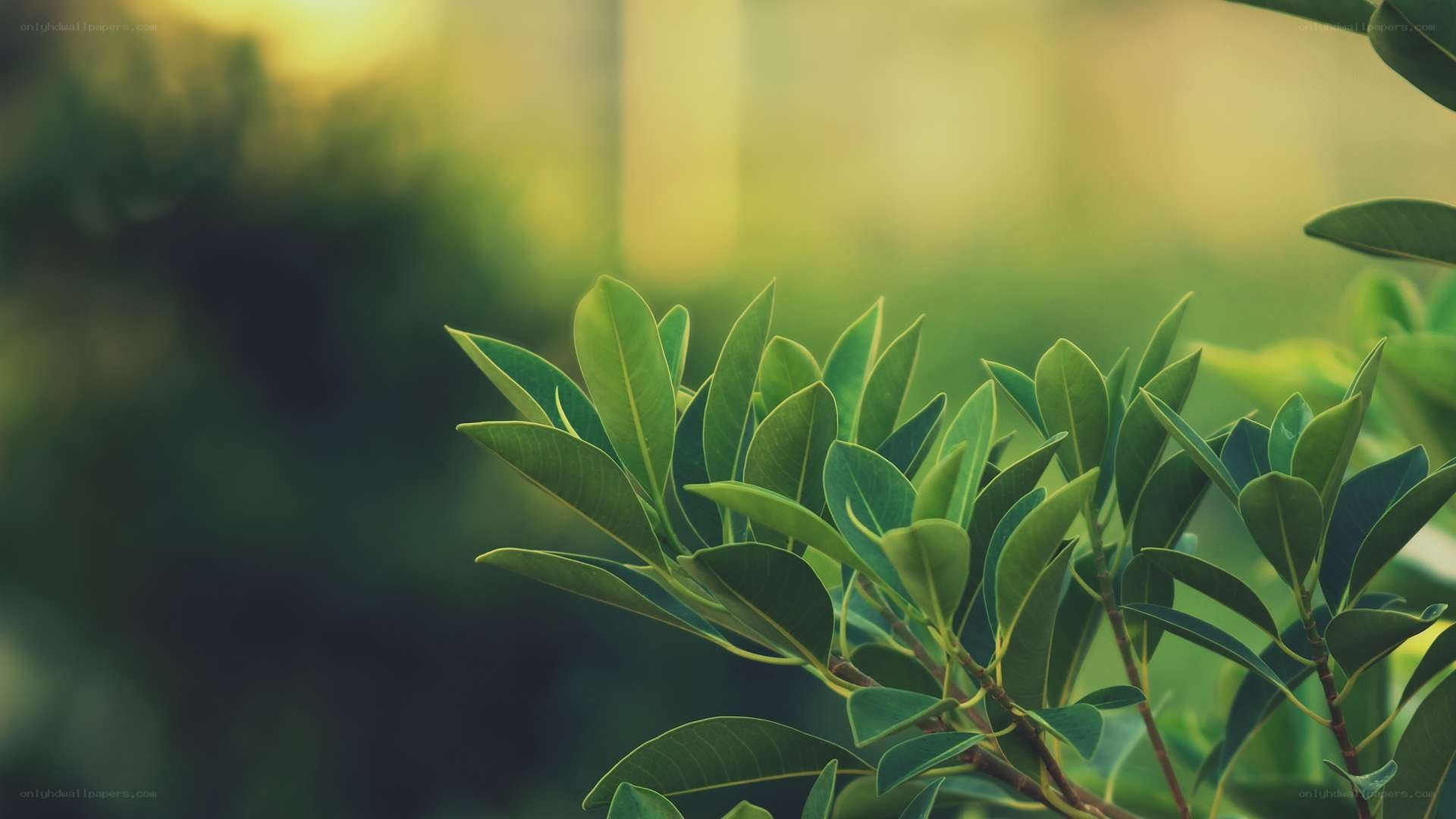 green leaves in sunlight