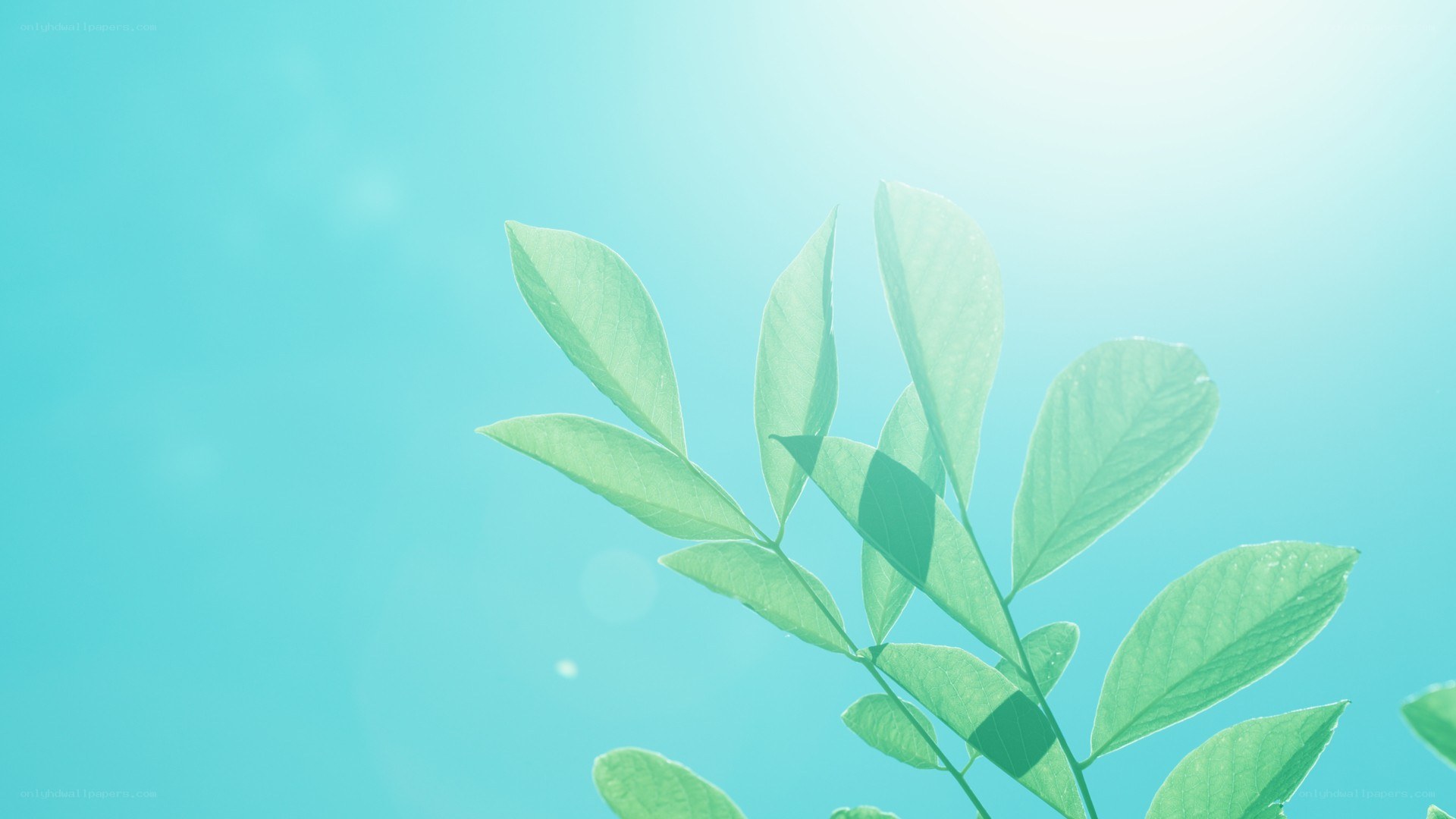 green leaves in sunlight