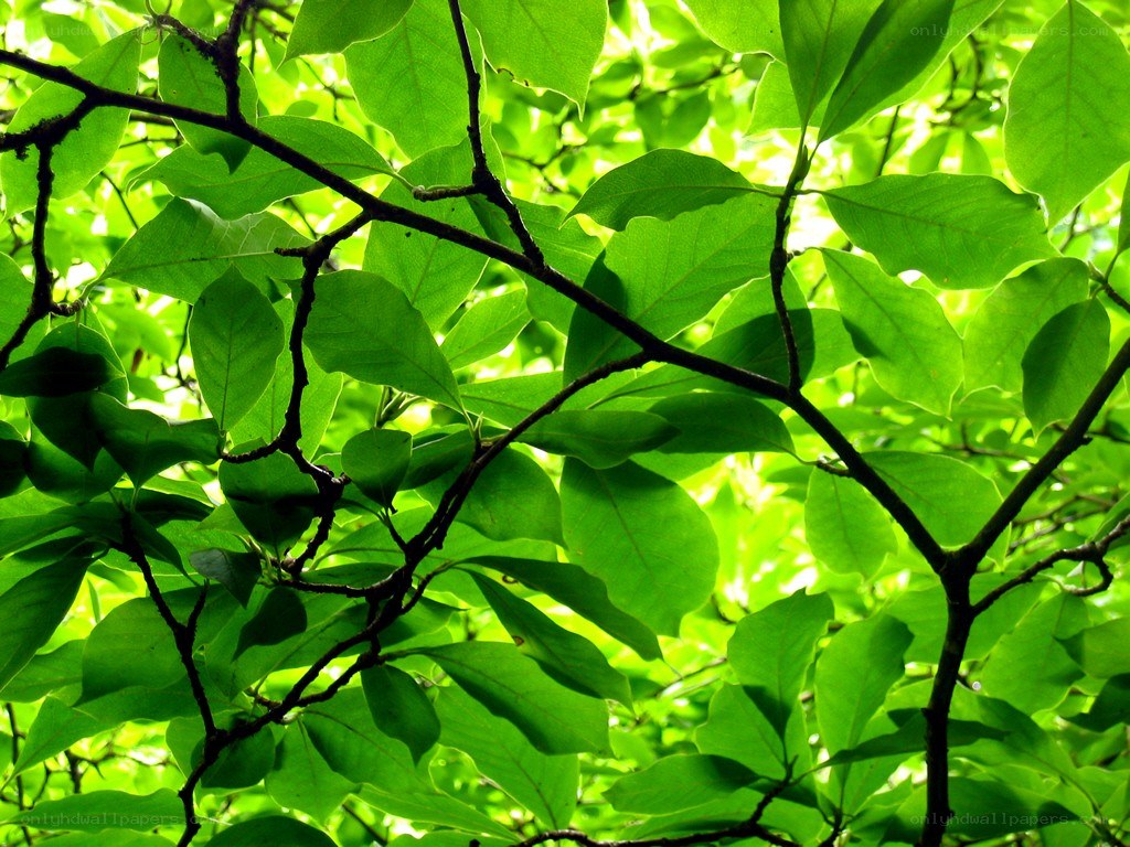 green leaves in sunlight