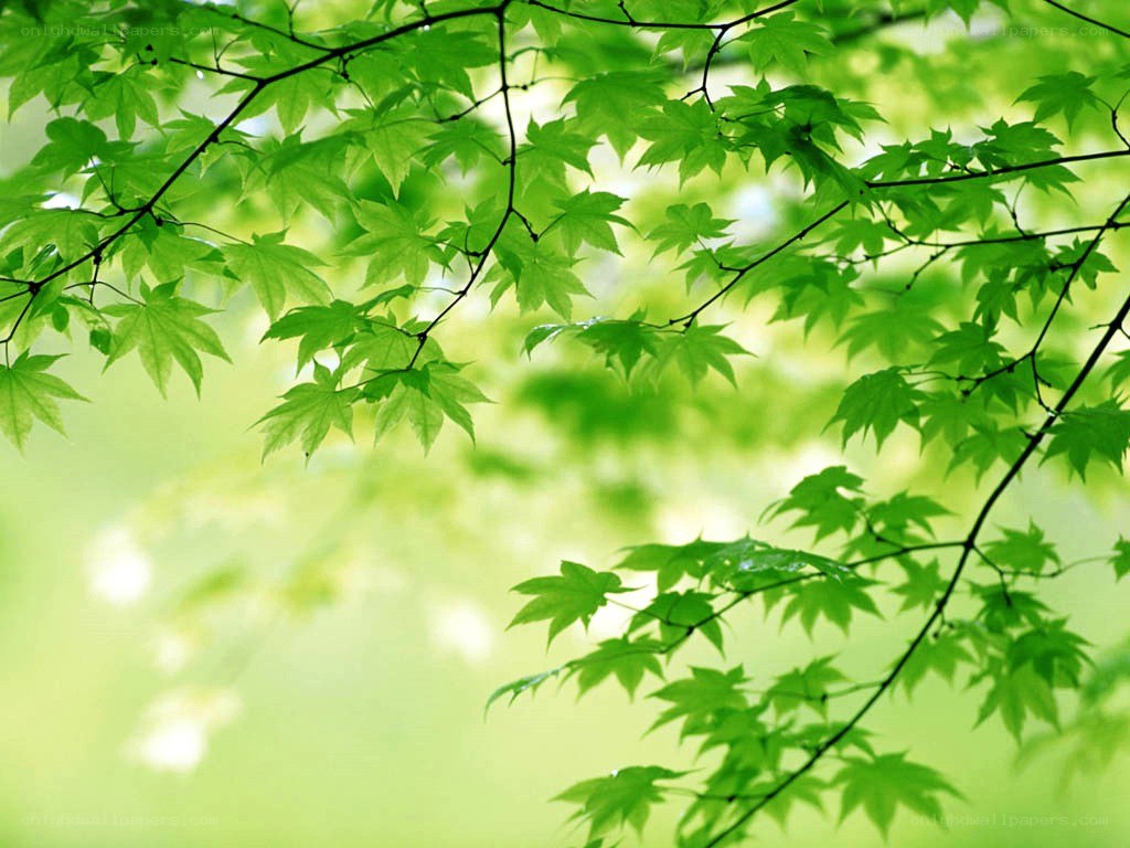 green leaves in sunlight