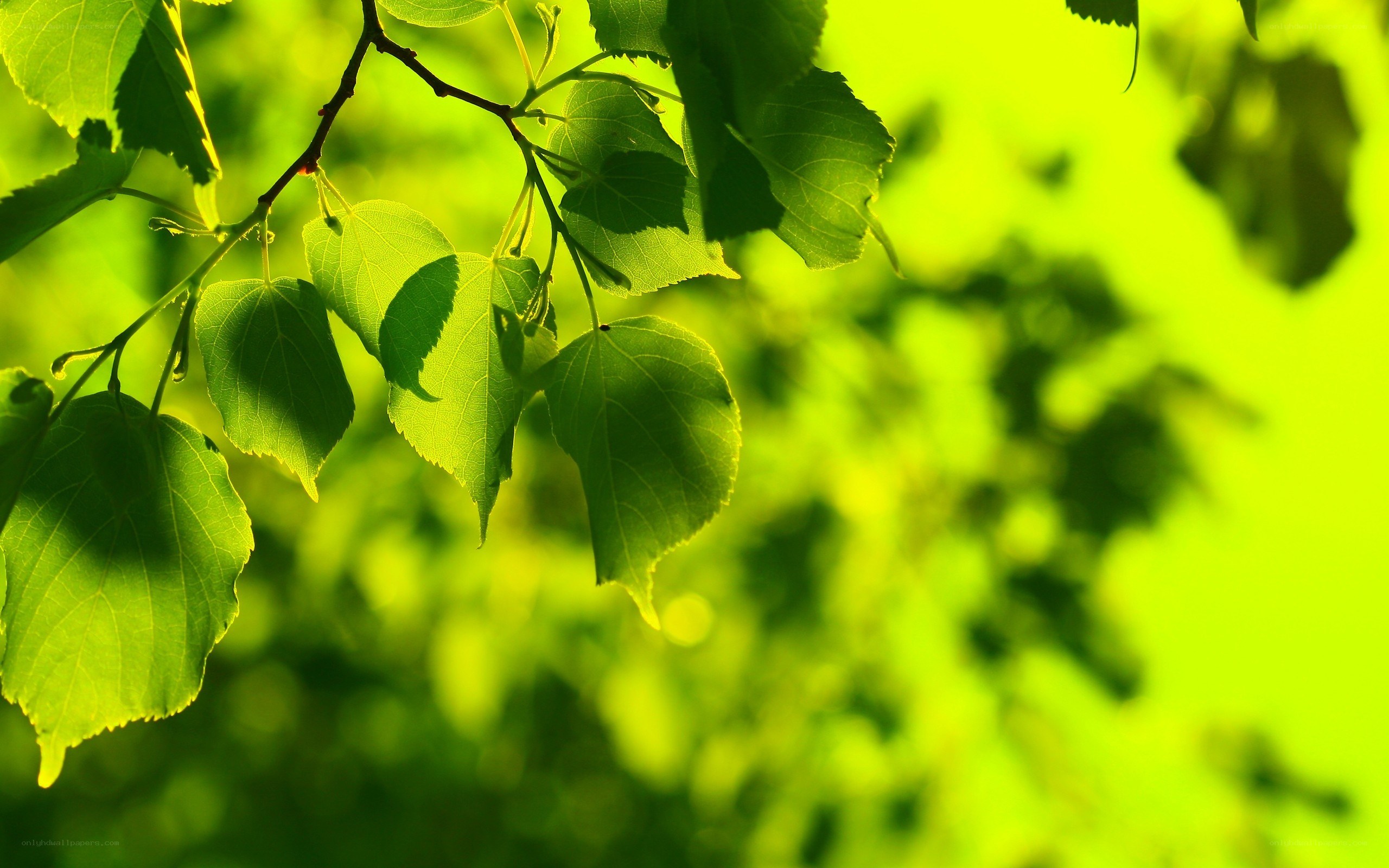 green leaves in sunlight