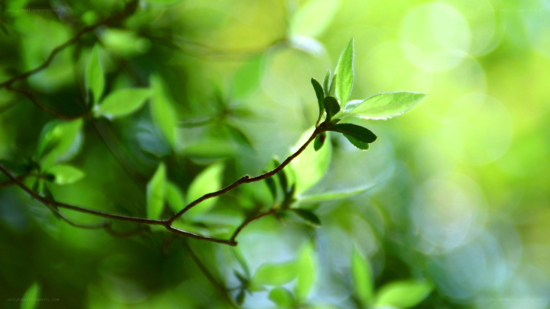 green leaves in sunlight