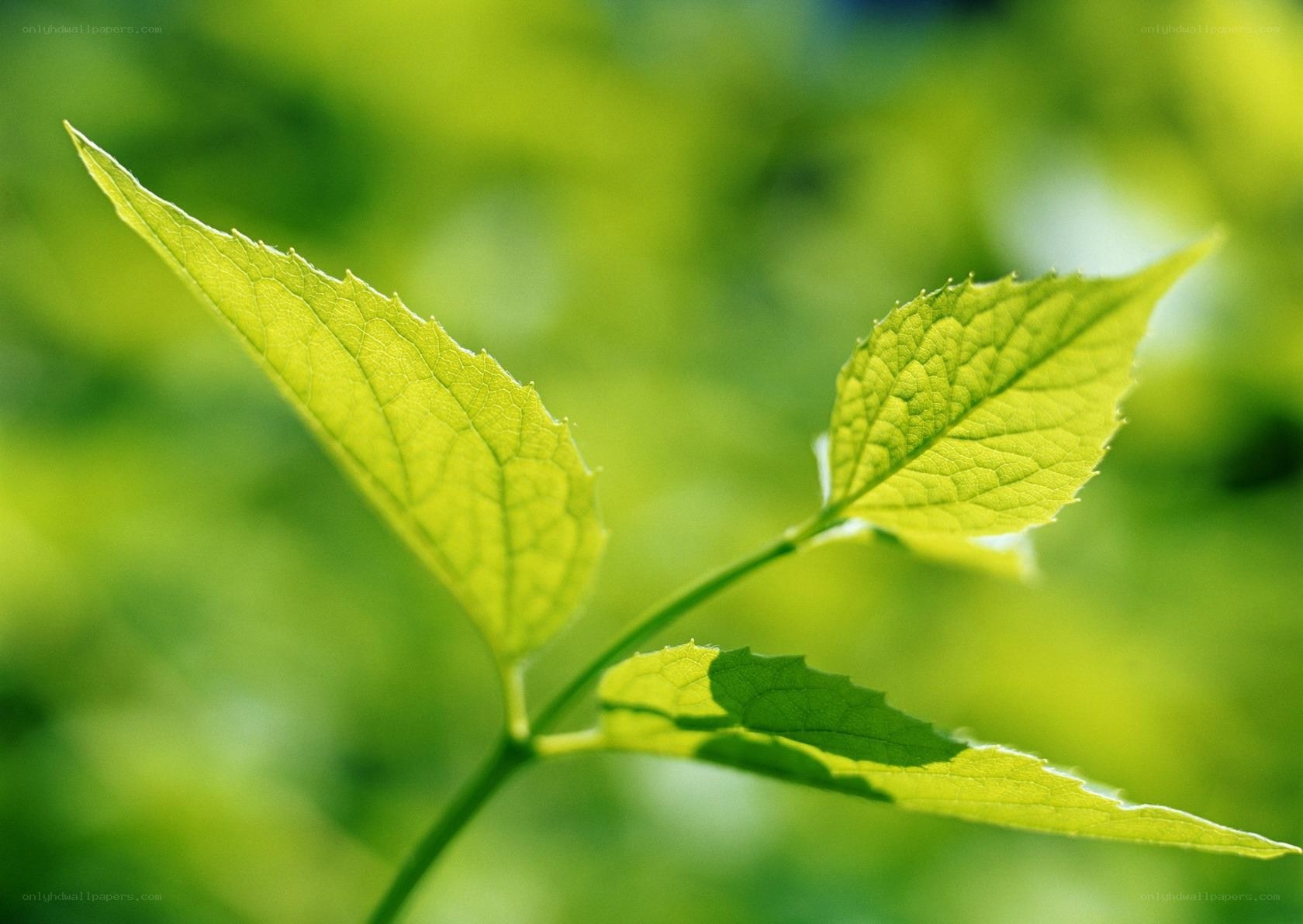 green leaves in sunlight