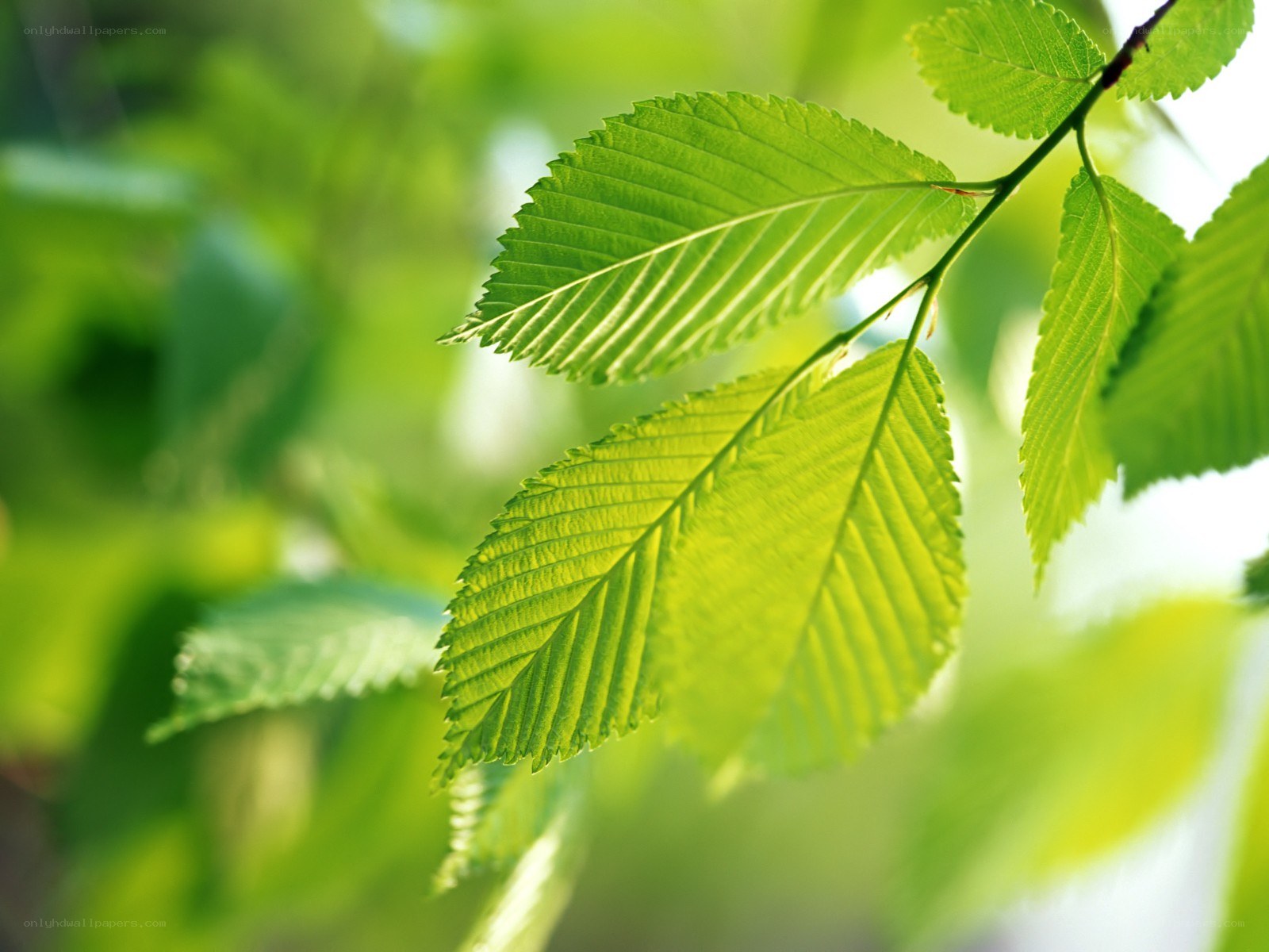 green leaves in sunlight