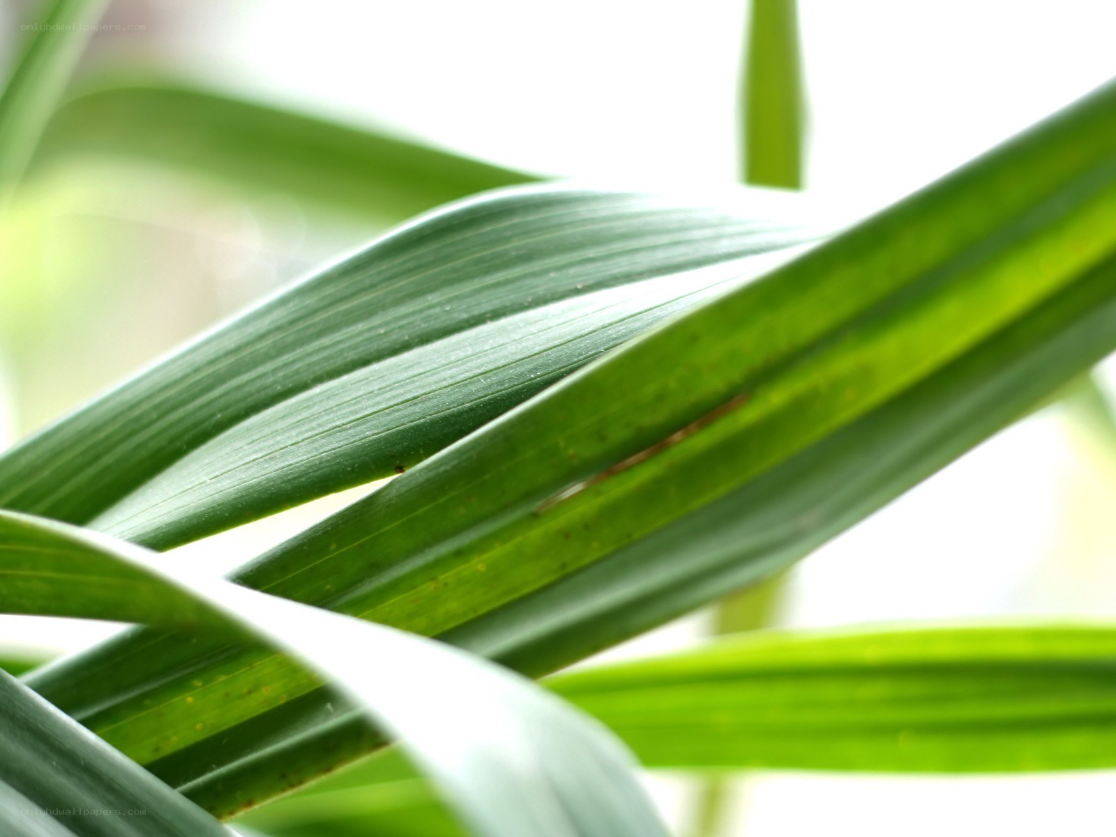 green leaves in sunlight