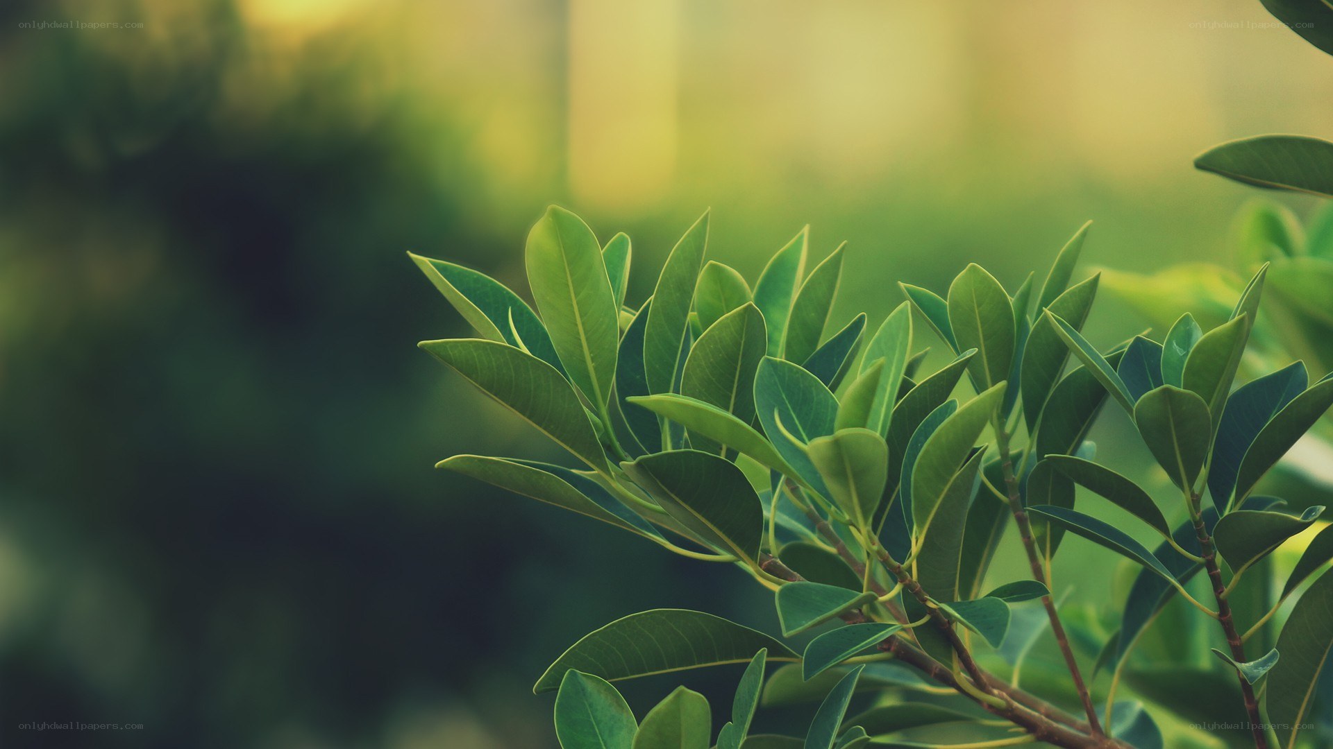green leaves in sunlight