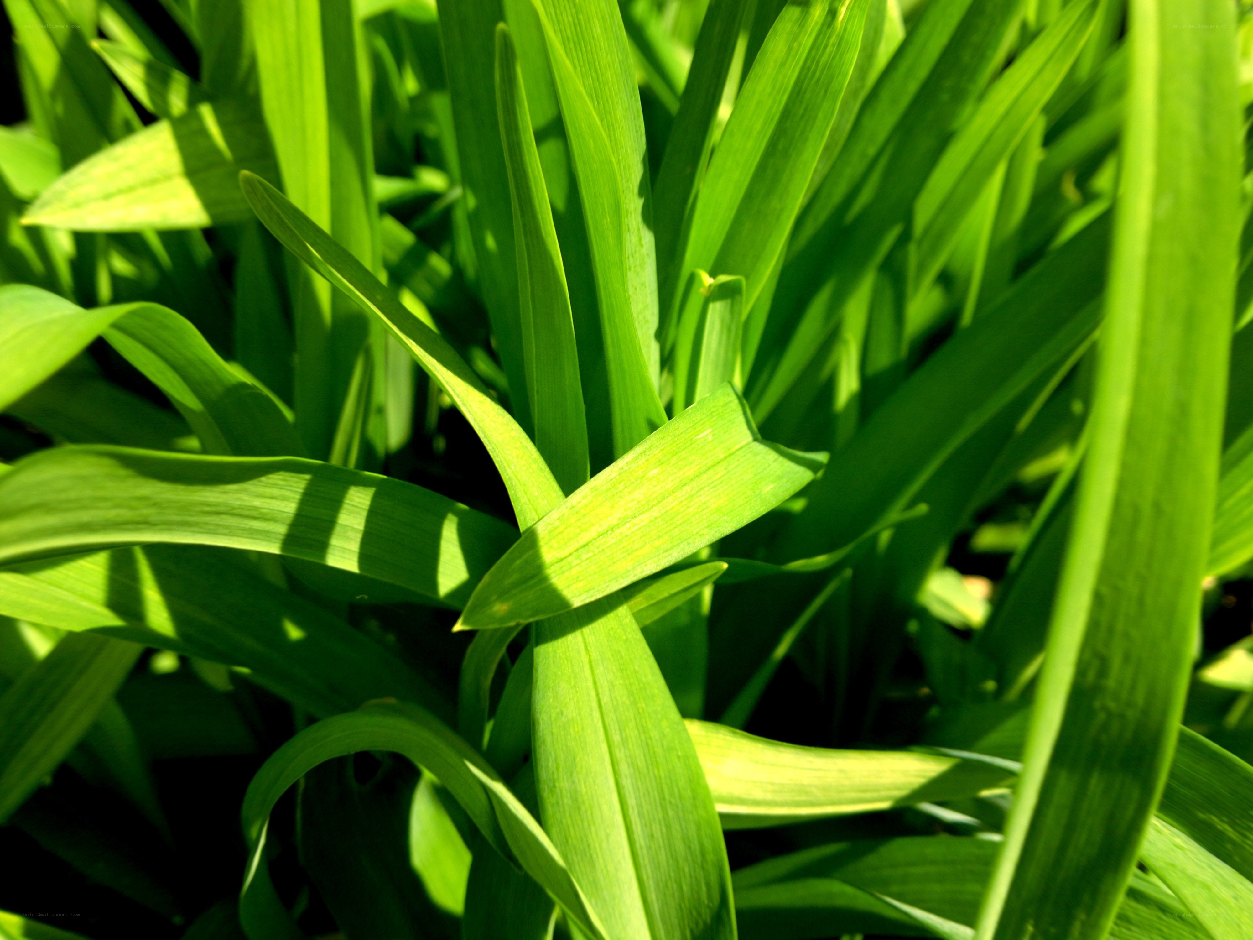green leaves in sunlight