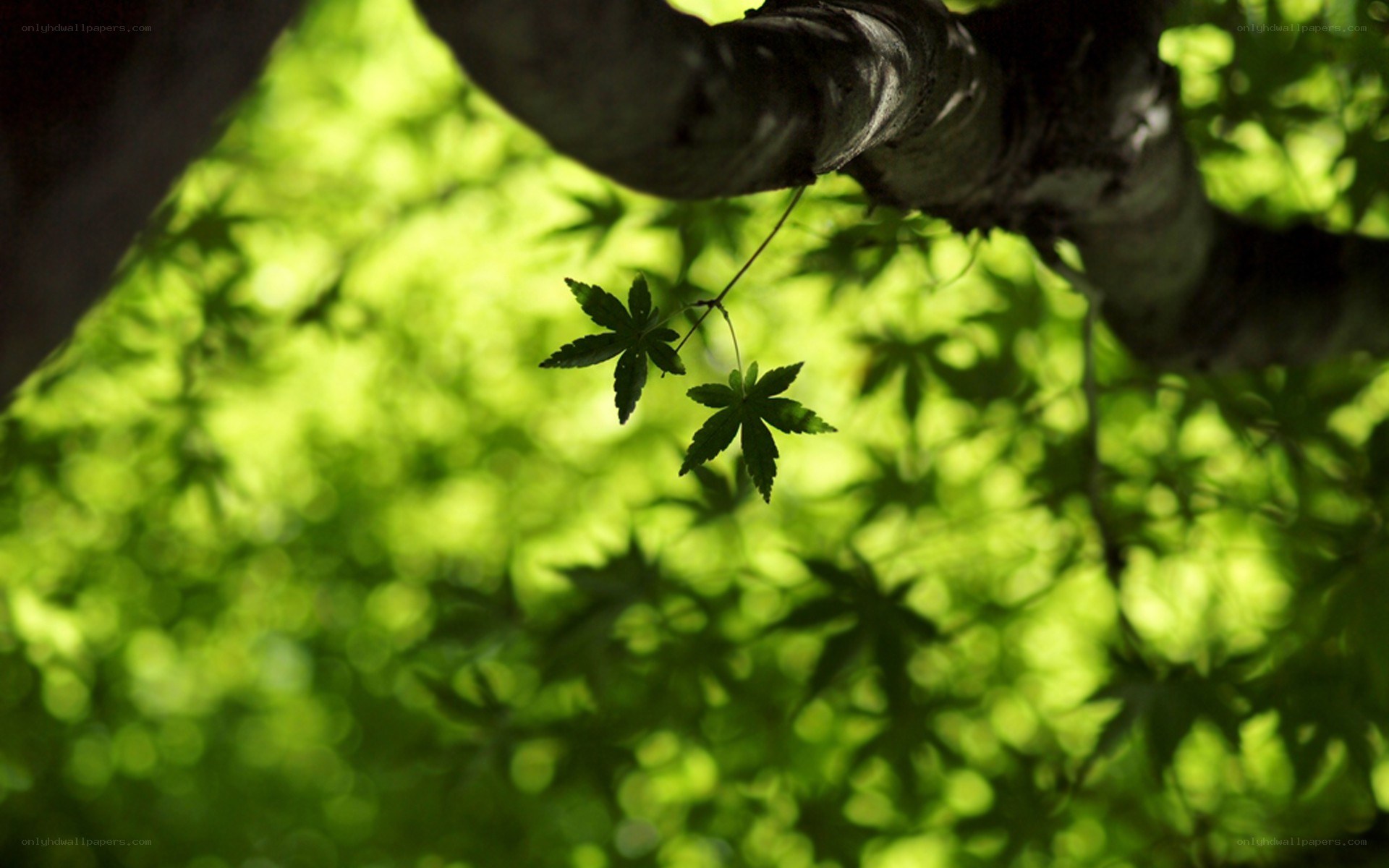 green leaves in sunlight