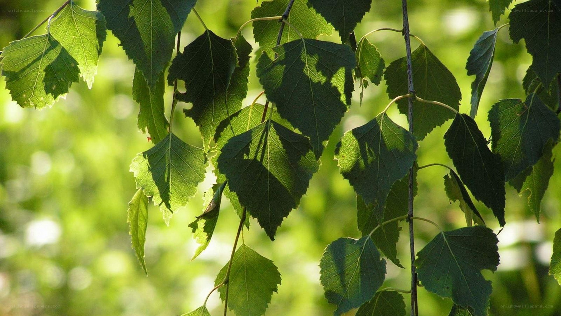 green leaves in sunlight