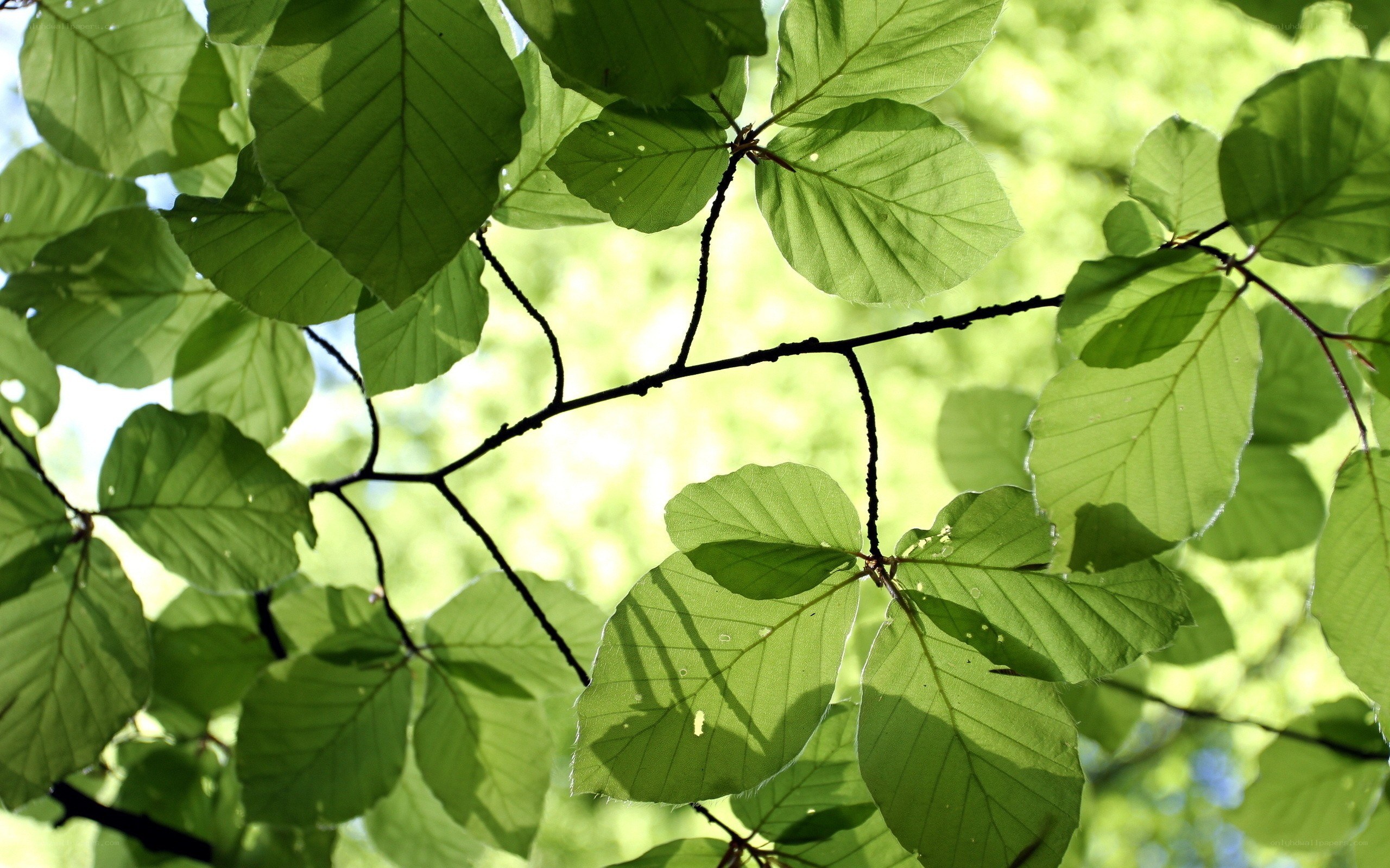 green leaves in sunlight