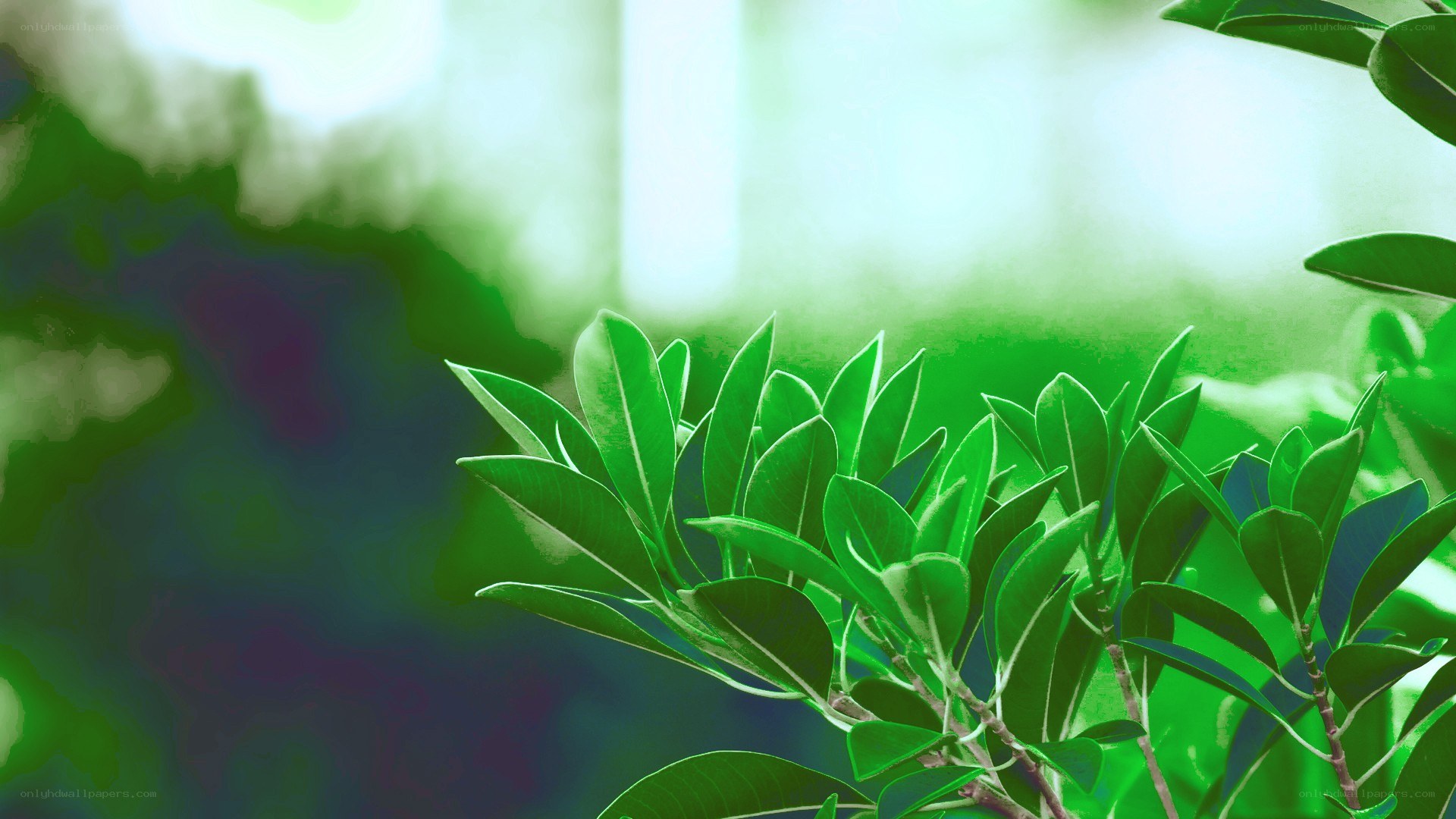 green leaves in sunlight