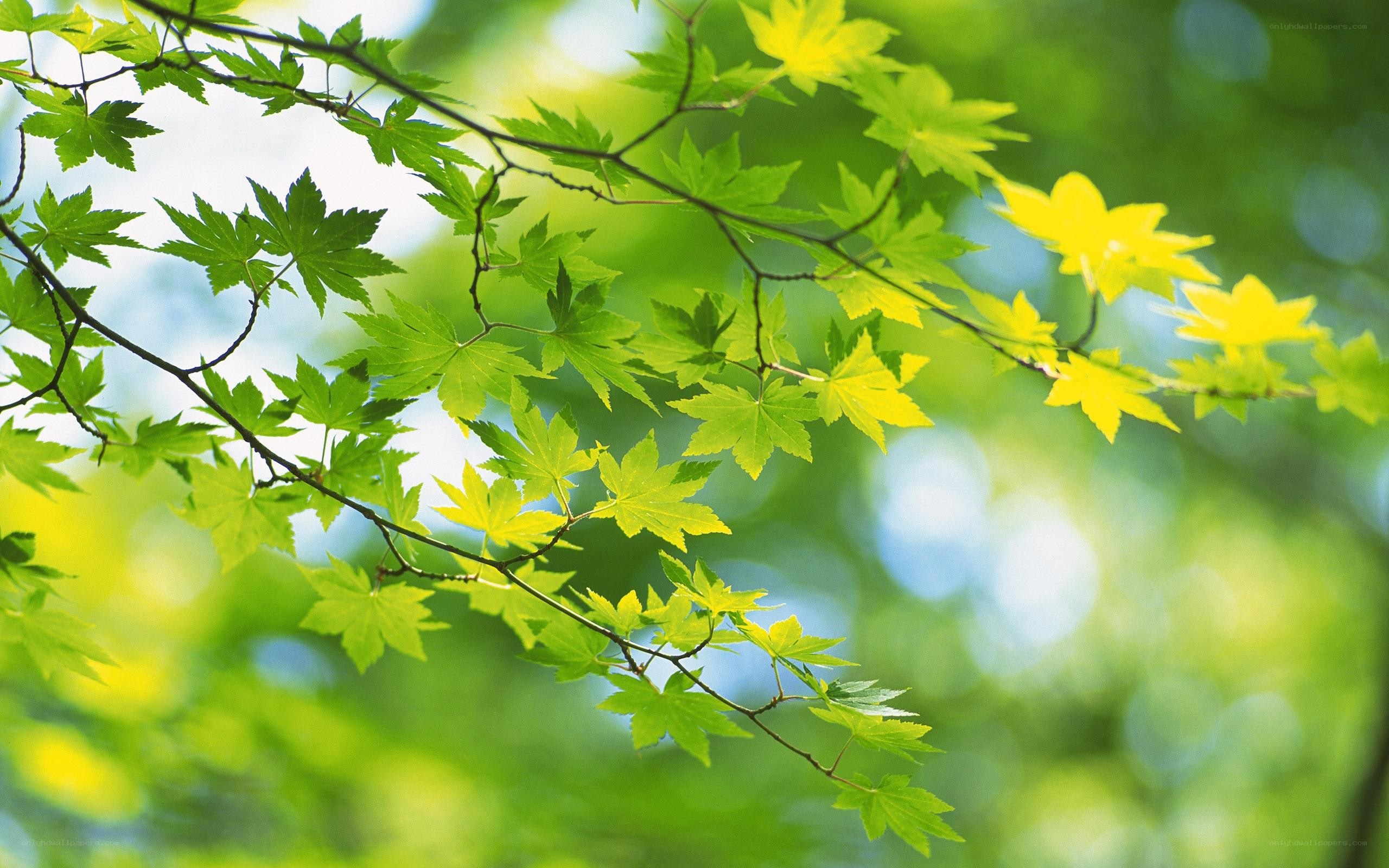 green leaves in sunlight