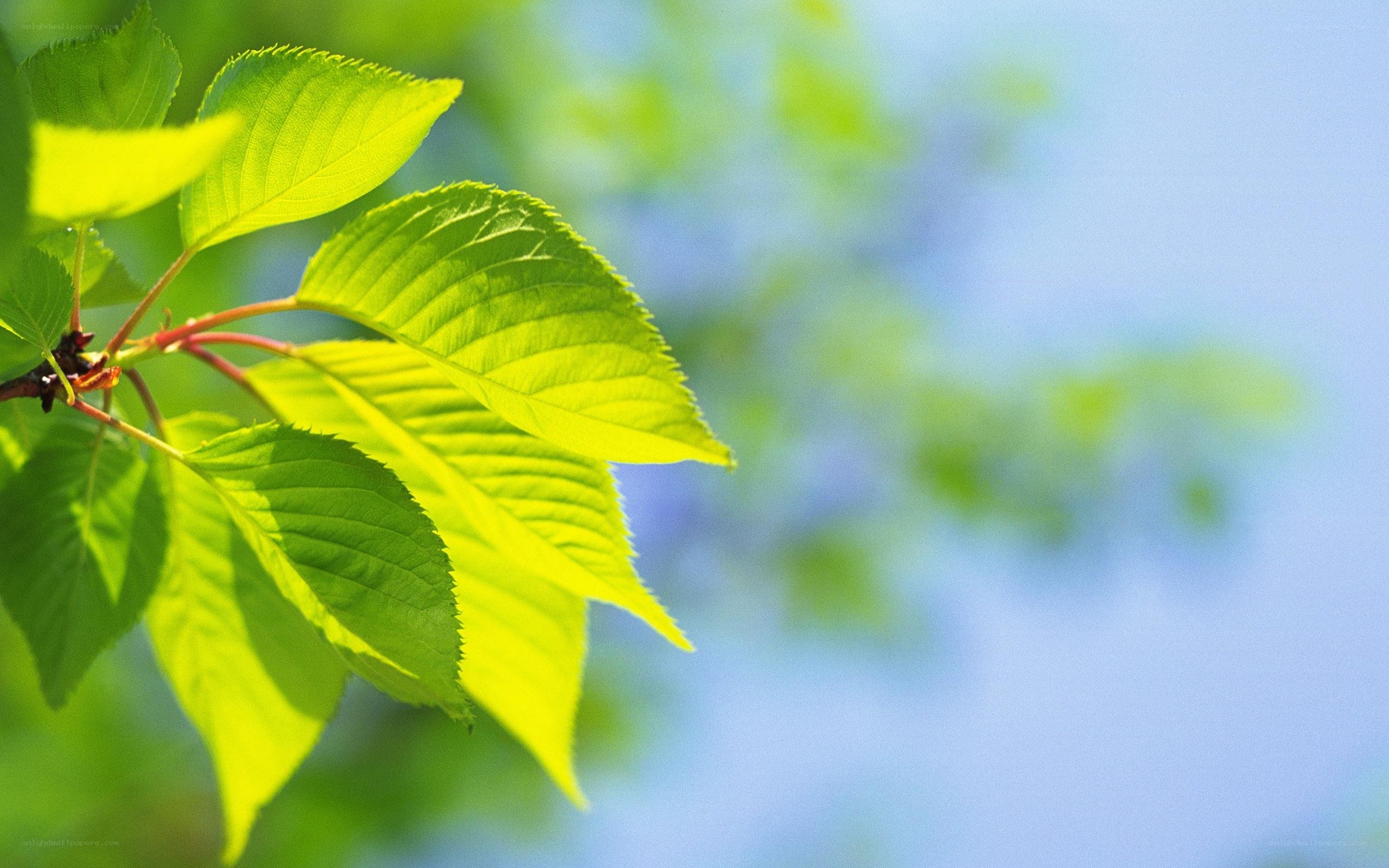 green leaves in sunlight