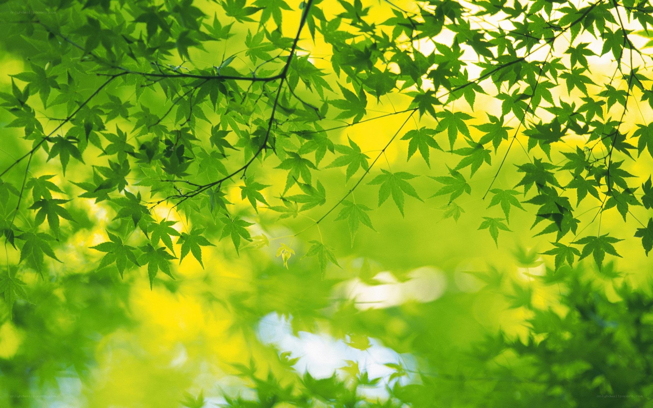 Green leaves in sunlight