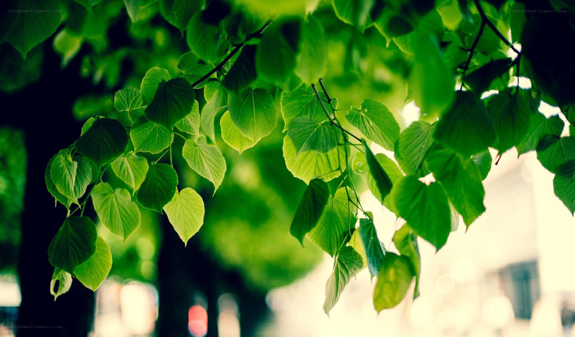green leaves in sunlight