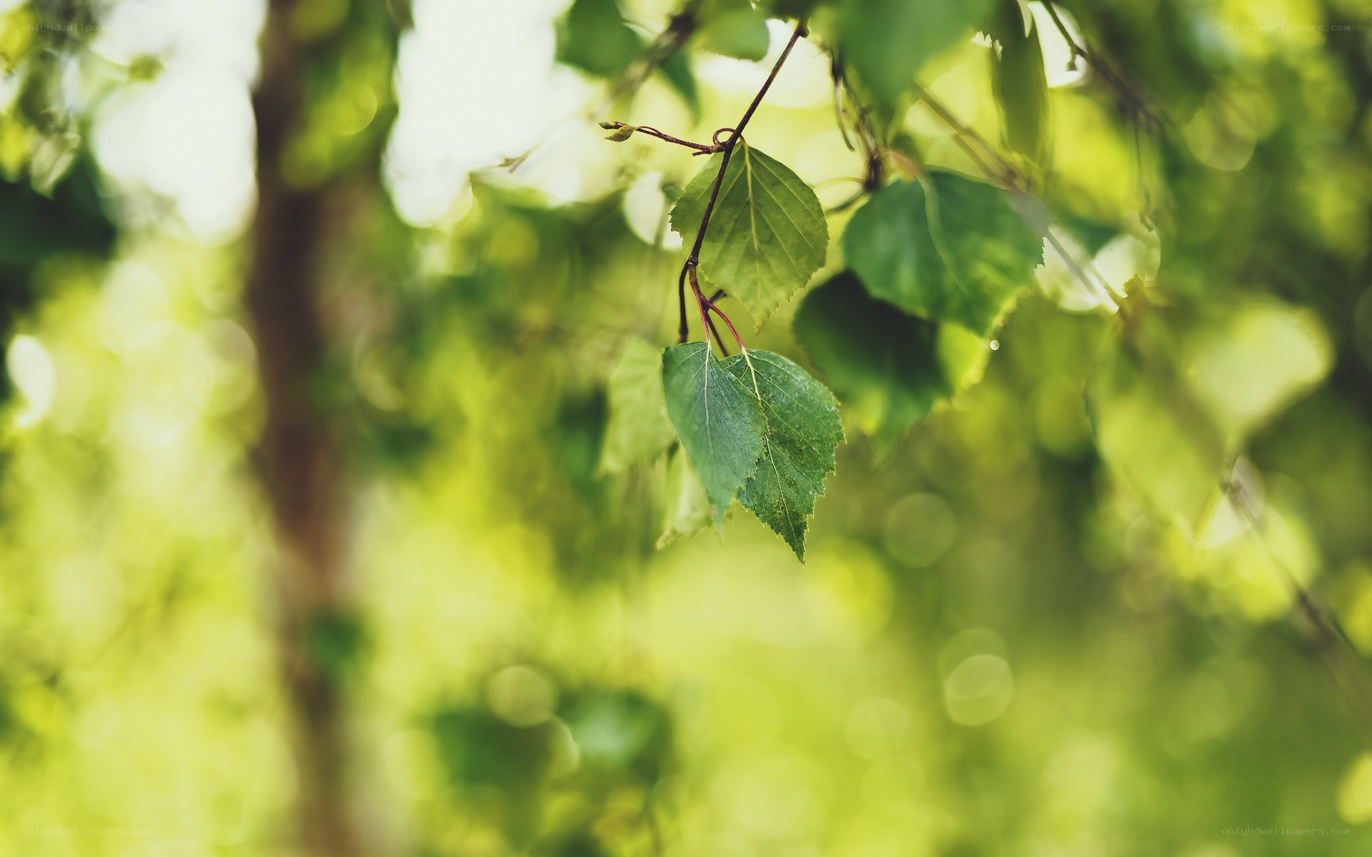 green leaves in sunlight