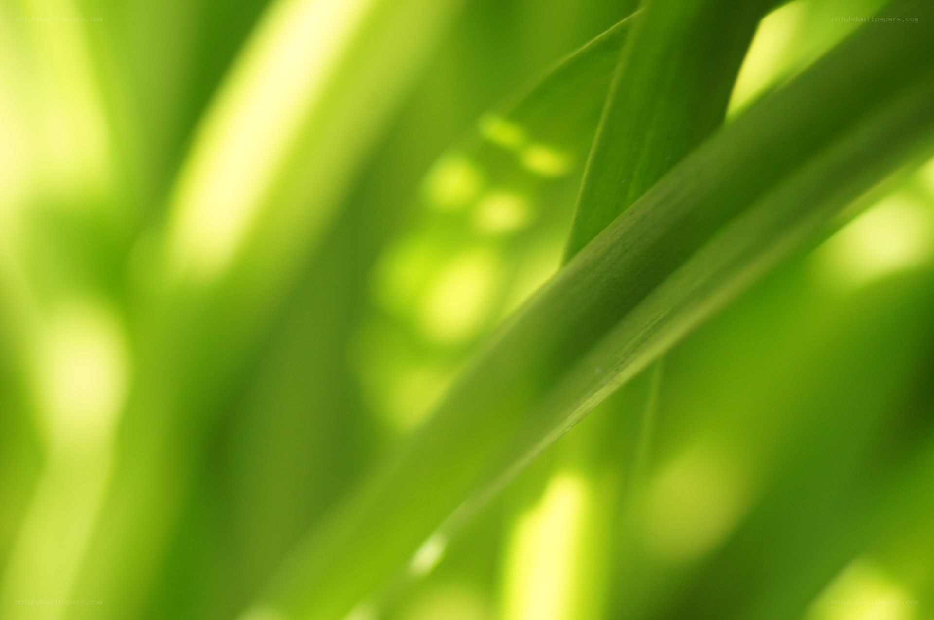green leaves in sunlight