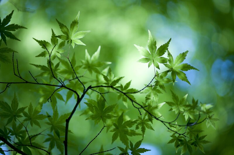 Green leaves in sunlight