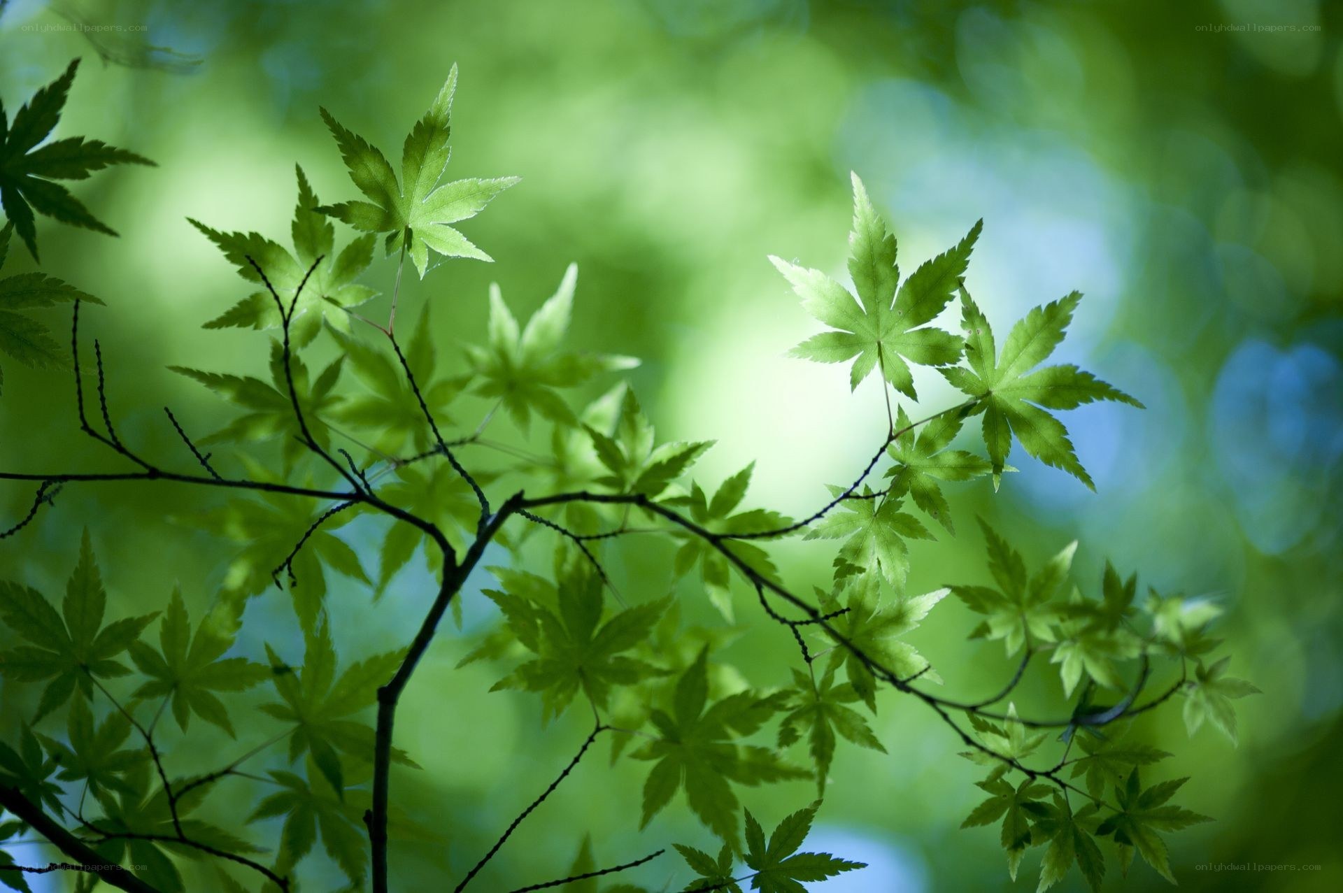 Green leaves in sunlight