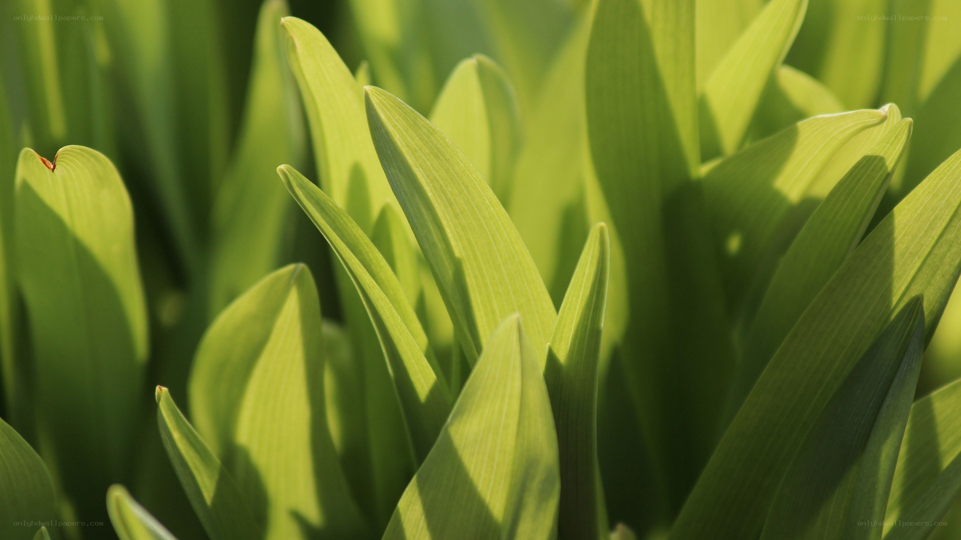 green leaves in sunlight
