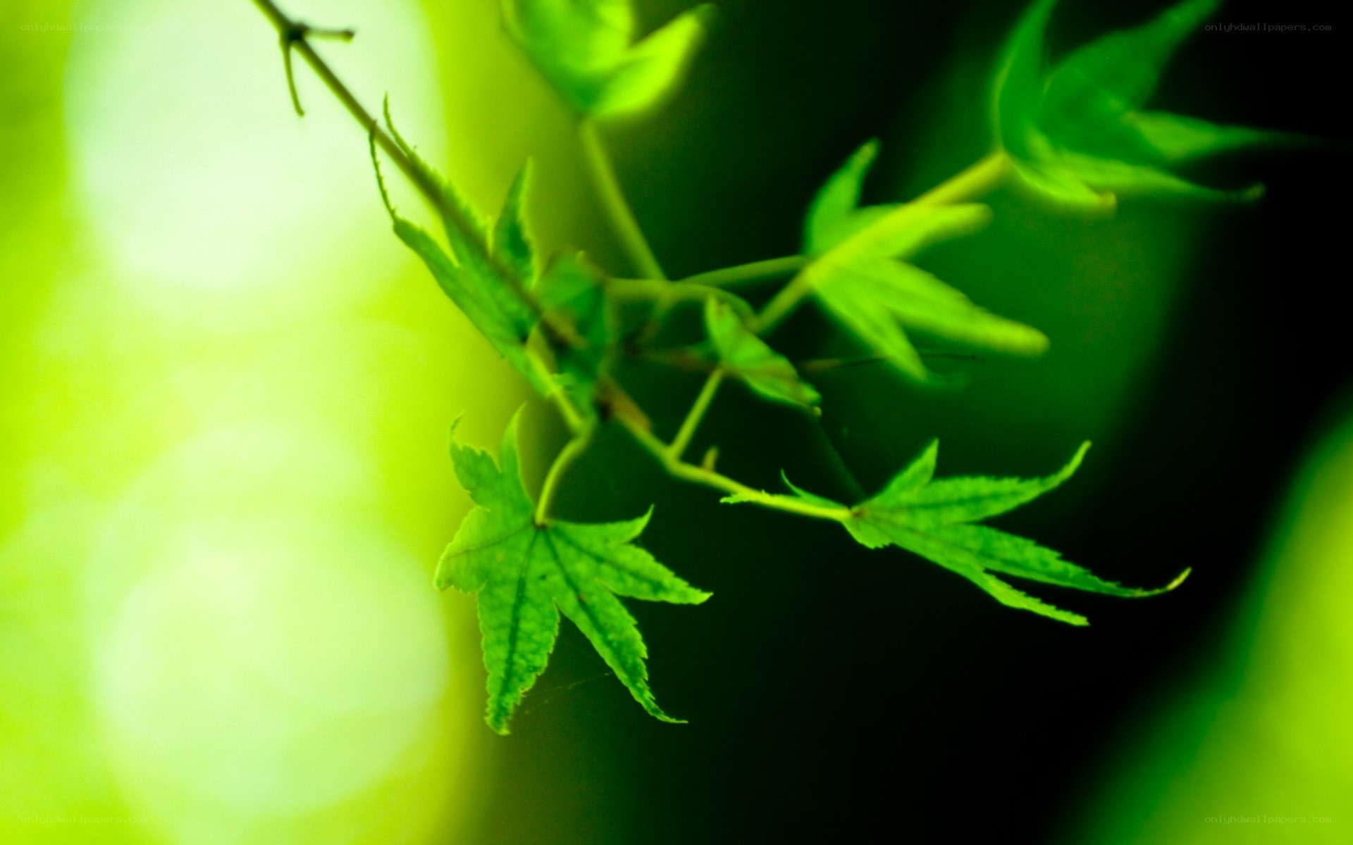 green leaves in sunlight